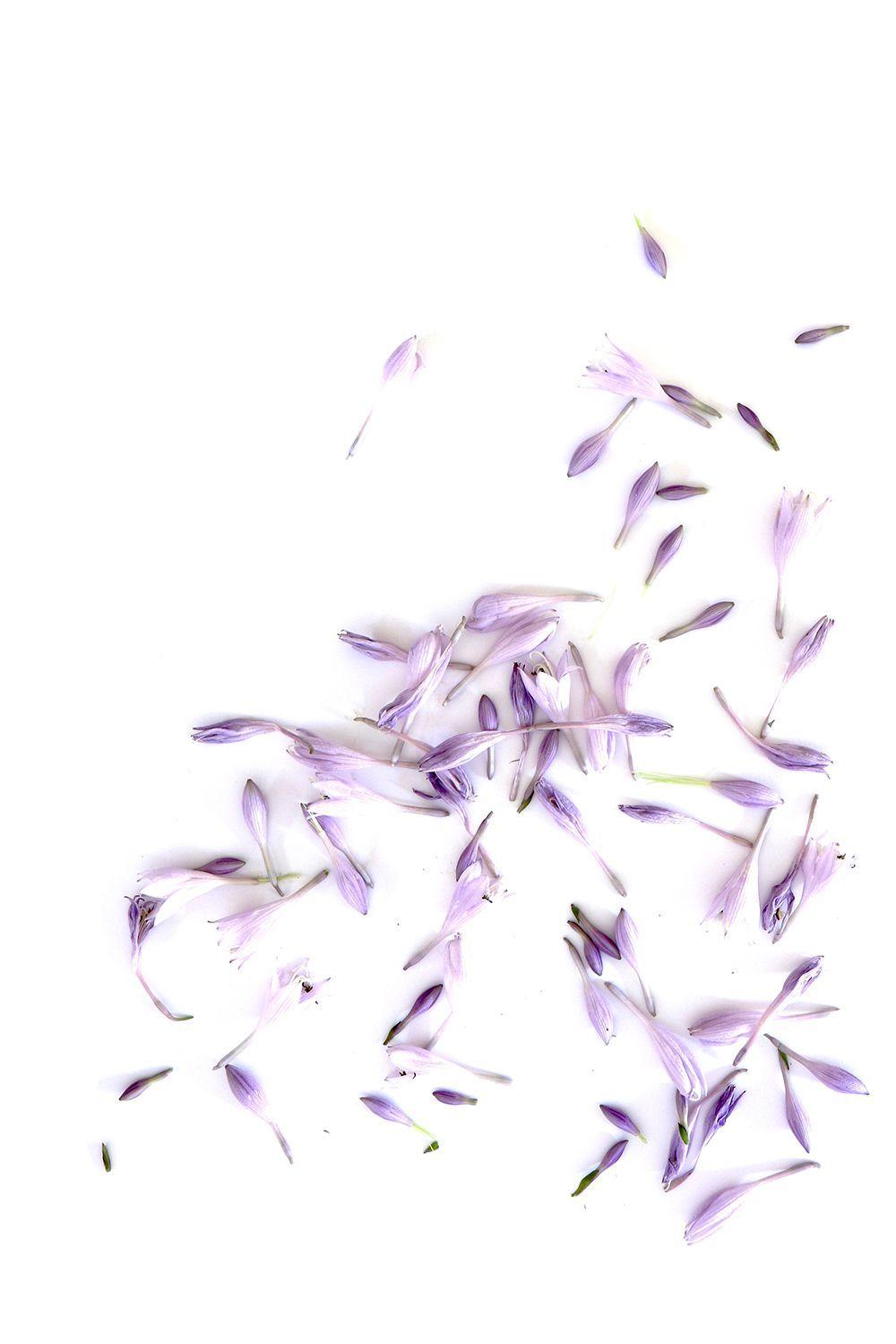 1000x1500 STILL on white. Lavender aesthetic, Flower background, Minimal photography