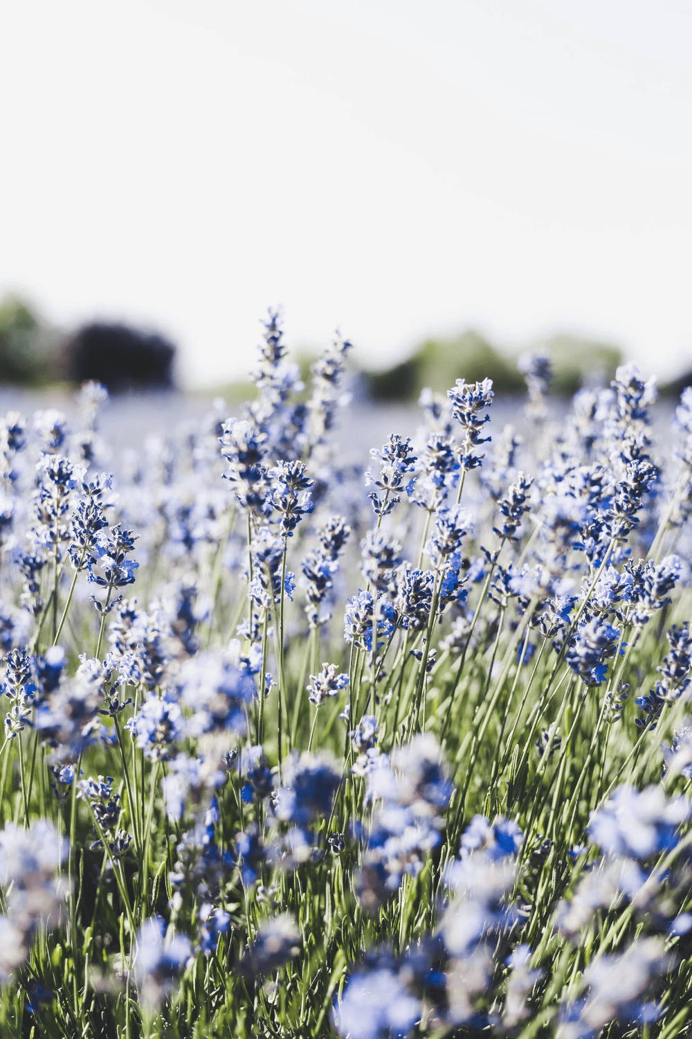 Minimalist Lavender Flowers Wallpapers - Top Free Minimalist Lavender ...