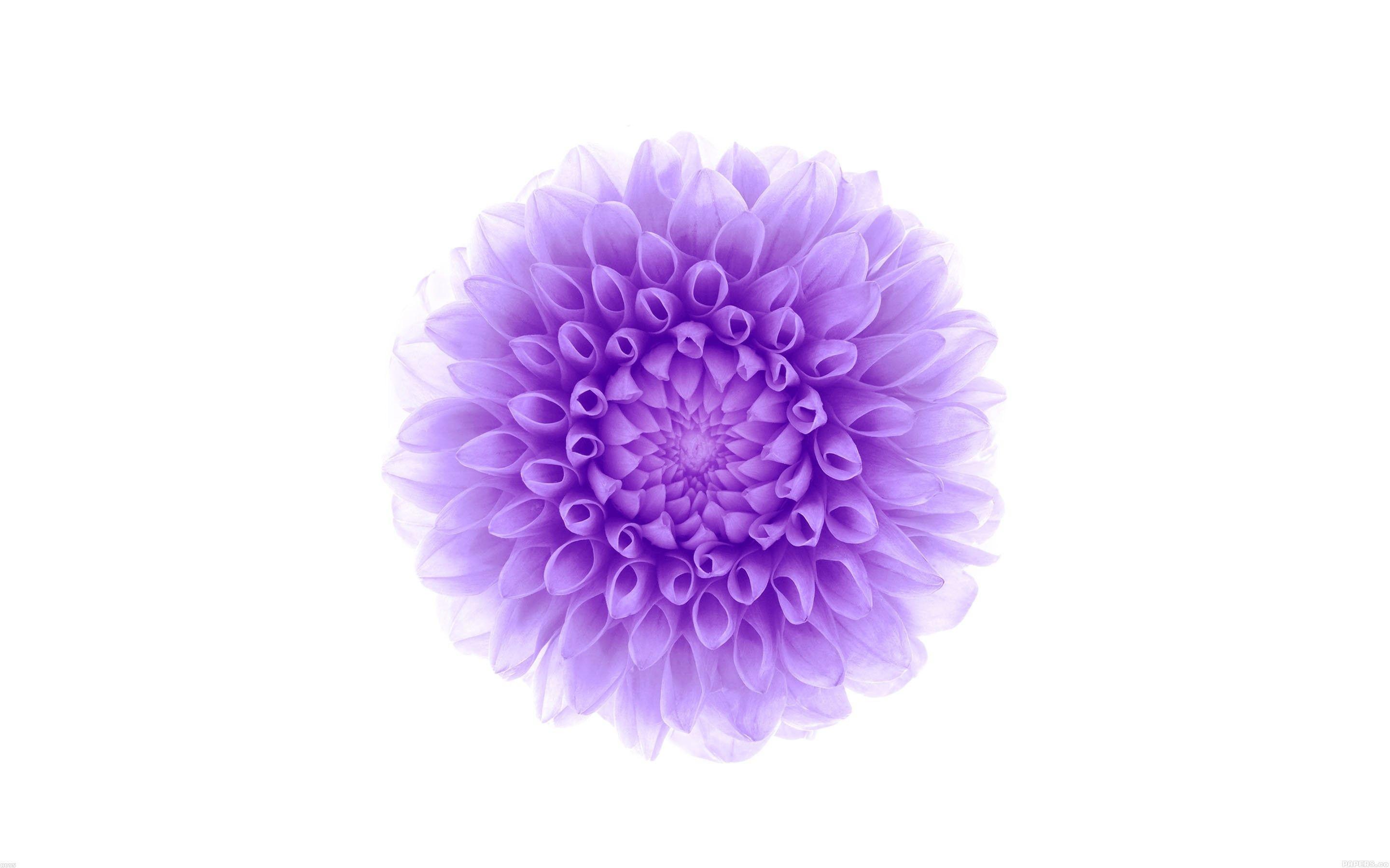 2880x1800 Purple Floral Wallpaper HD