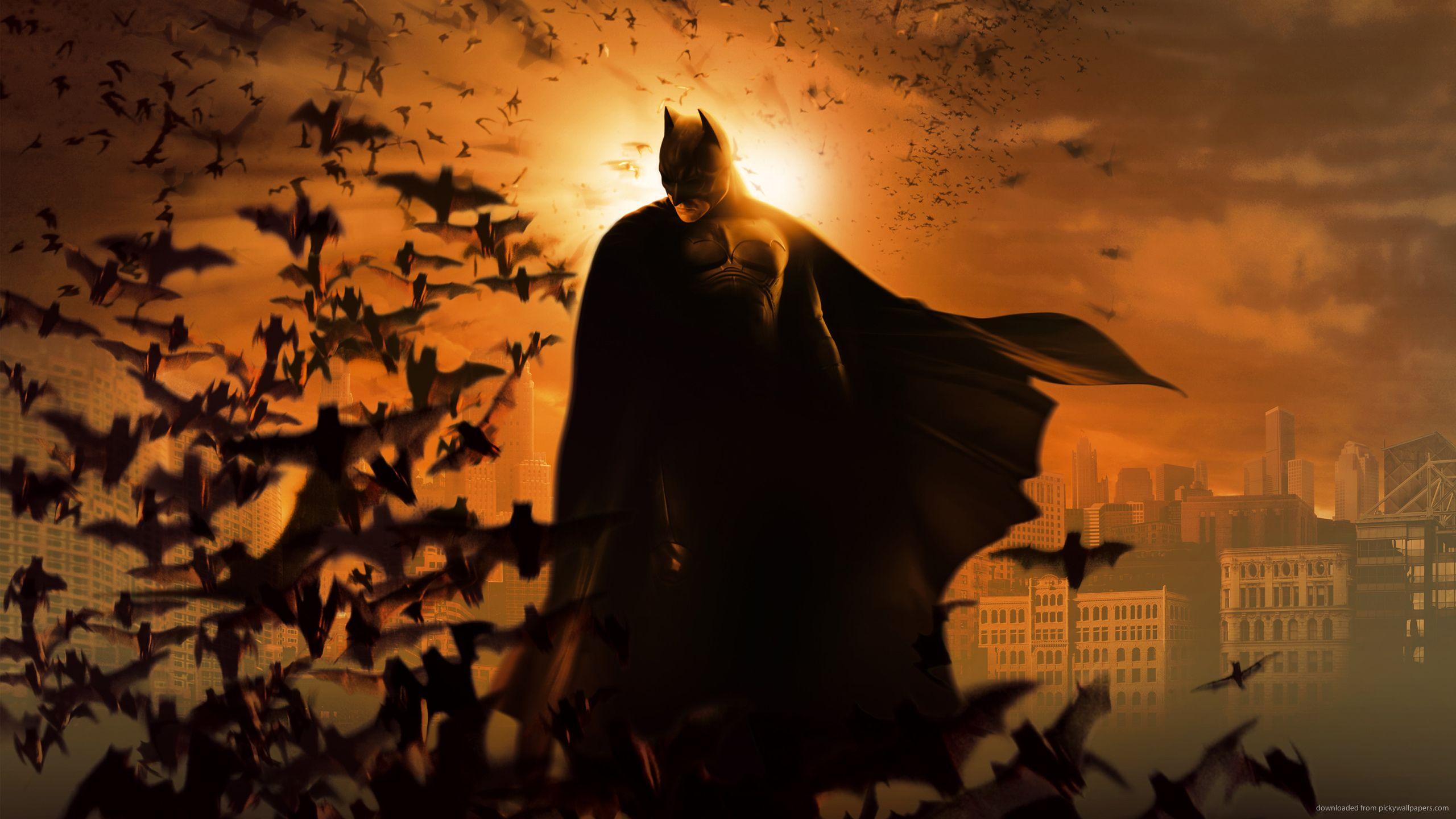 2560x1440 Download 2560x1440 Batman The Dark Knight Rises Flying Bats Wallpaper