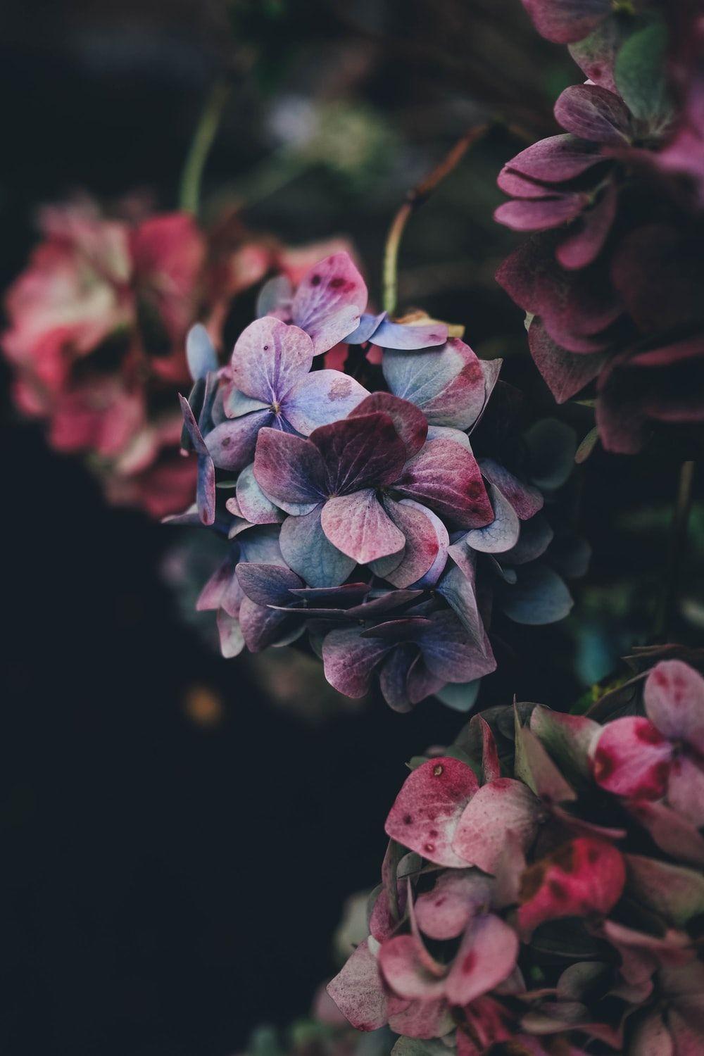 1000x1500 Floral Wallpaper: Free HD Download [HQ]