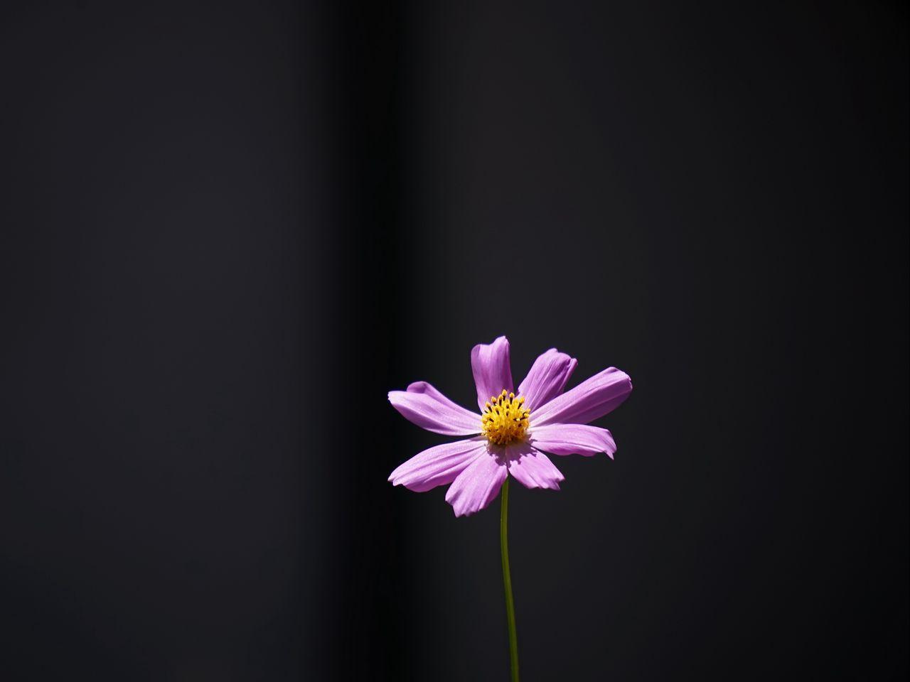 1280x960 Download wallpaper 1280x960 cosmos, flower, minimalism standard 4:3 HD background