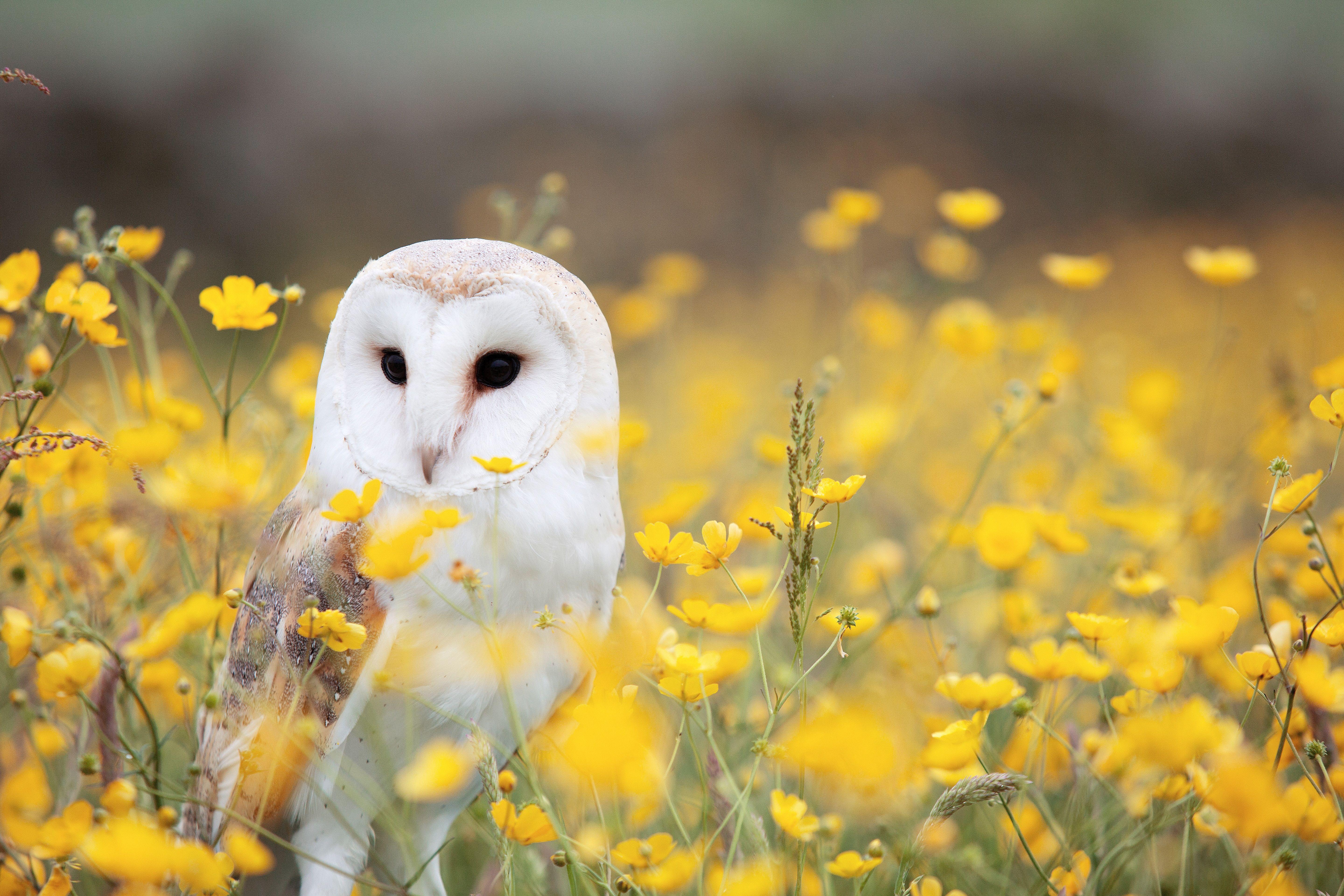 5760x3840 Owls HD Wallpaper