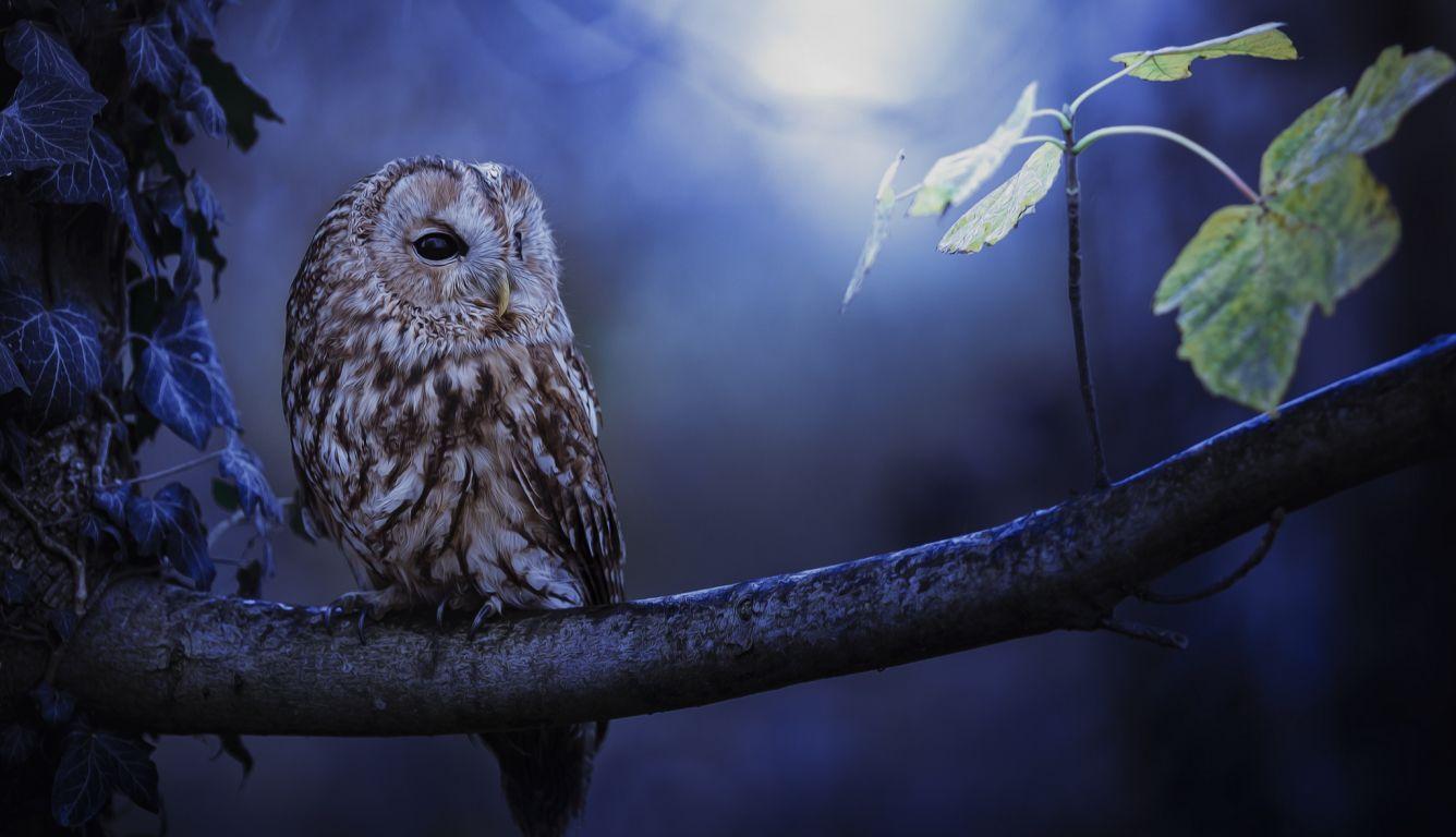 1336x768 Tawny Owl In Moonlight HD Laptop Wallpaper, HD Animals 4K Wallpaper, Image, Photo and Background