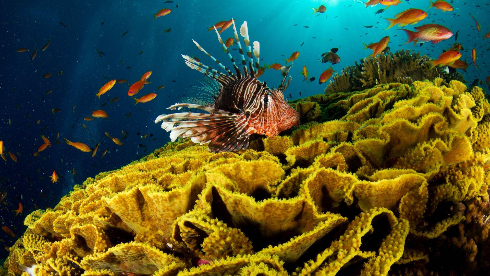 1920x1080 Download Wallpaper 1920x1080 underwater, fish, corals Full HD 1080p