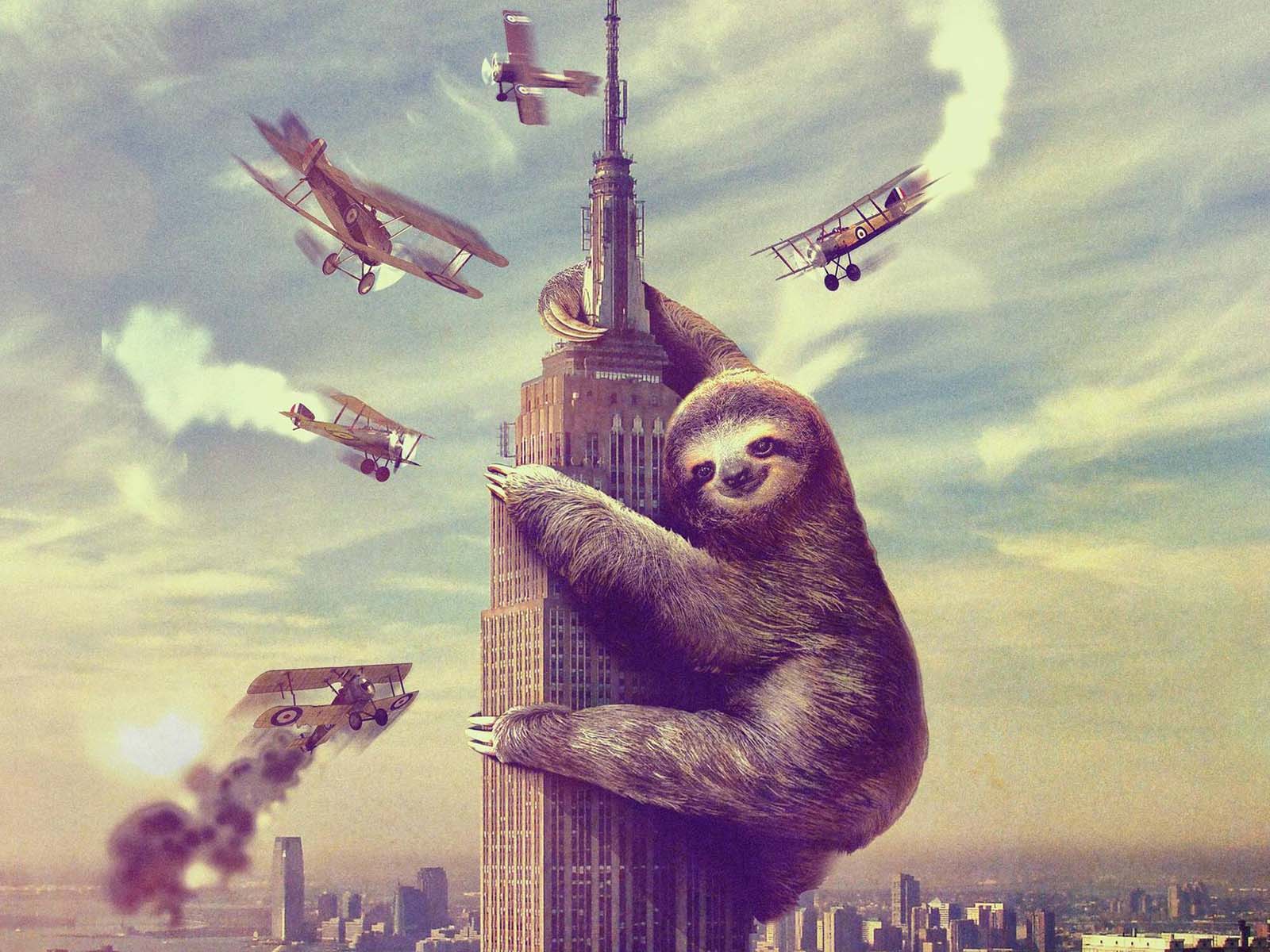 1600x1200 Sloth Wallpaper. Money Sloth Wallpaper, Weird Sloth Background and Sloth Astronaut Wallpaper