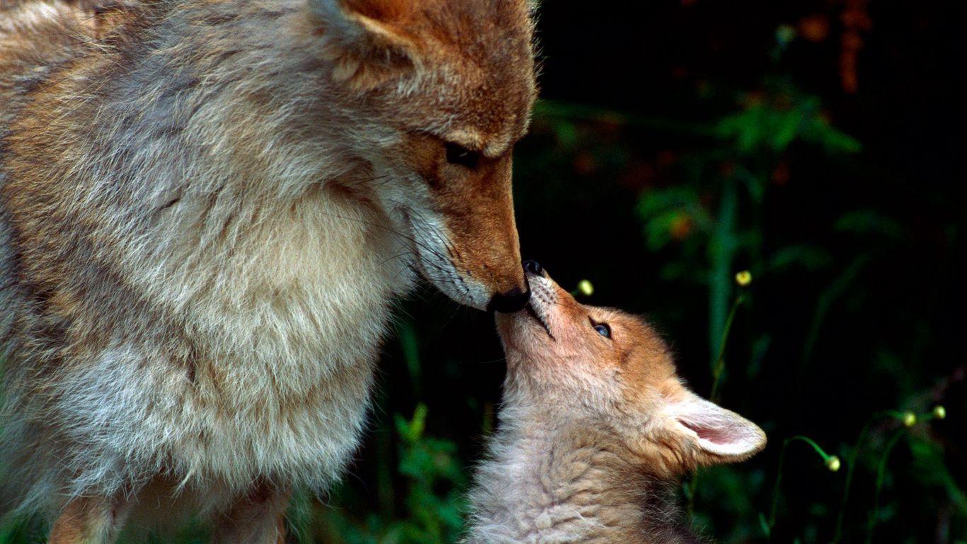 1366x768 Download wallpaper 1366x768 fox, couple, baby, care tablet, laptop HD background