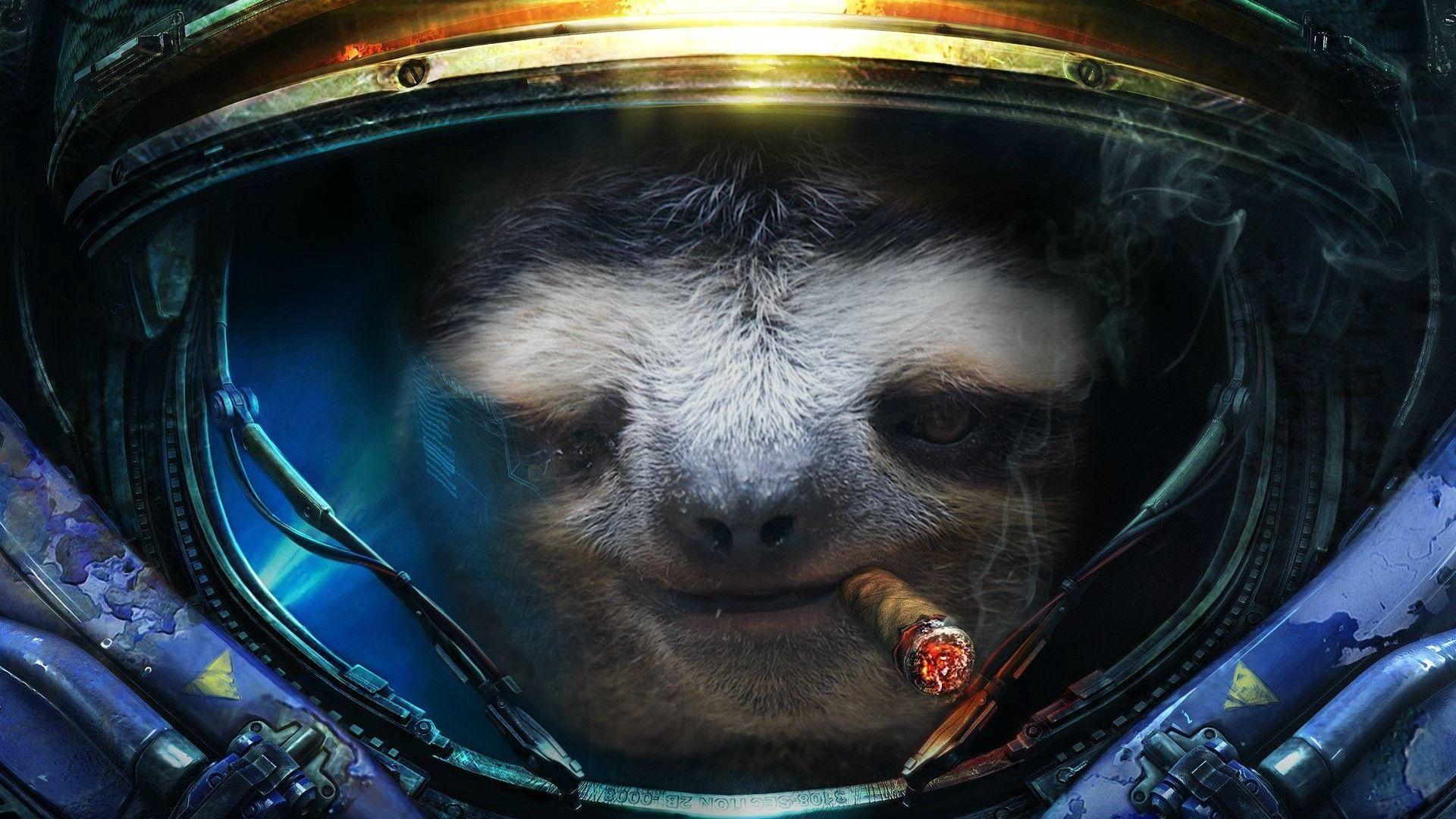 1920x1080 Sloth Wallpaper