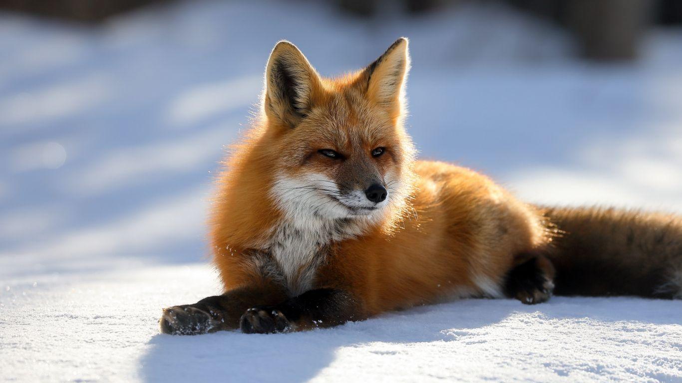 Fox Laptop Wallpapers - Top Free Fox Laptop Backgrounds - WallpaperAccess