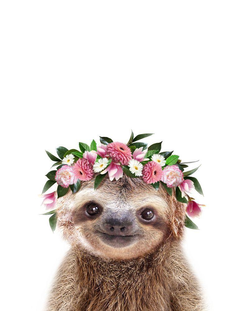 Baby Sloth Wallpapers - Top Free Baby Sloth Backgrounds - WallpaperAccess