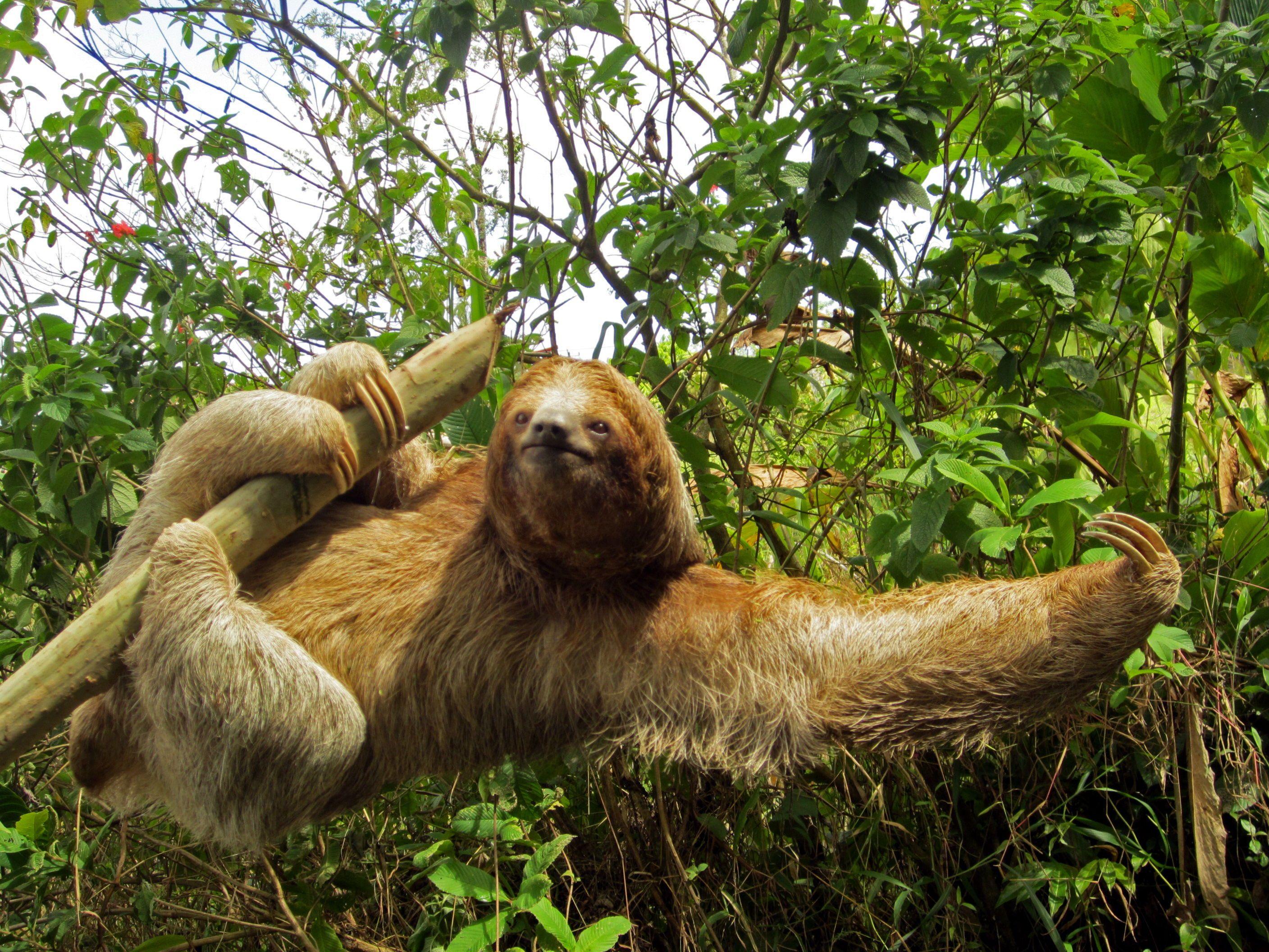 2816x2112 Free Download Sloth Wallpaper