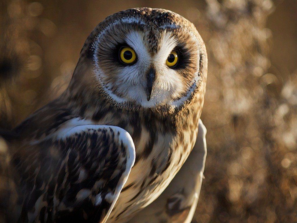 1024x768 HD Owl Wallpaper