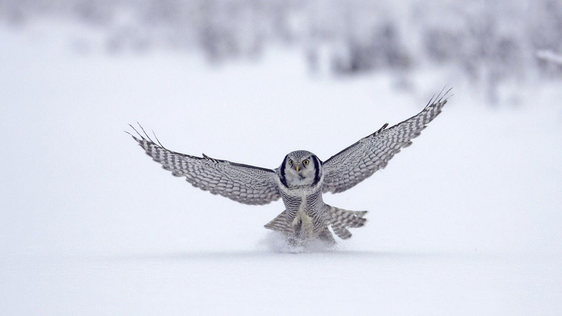 1920x1080 Owl HD Wallpaperx1080