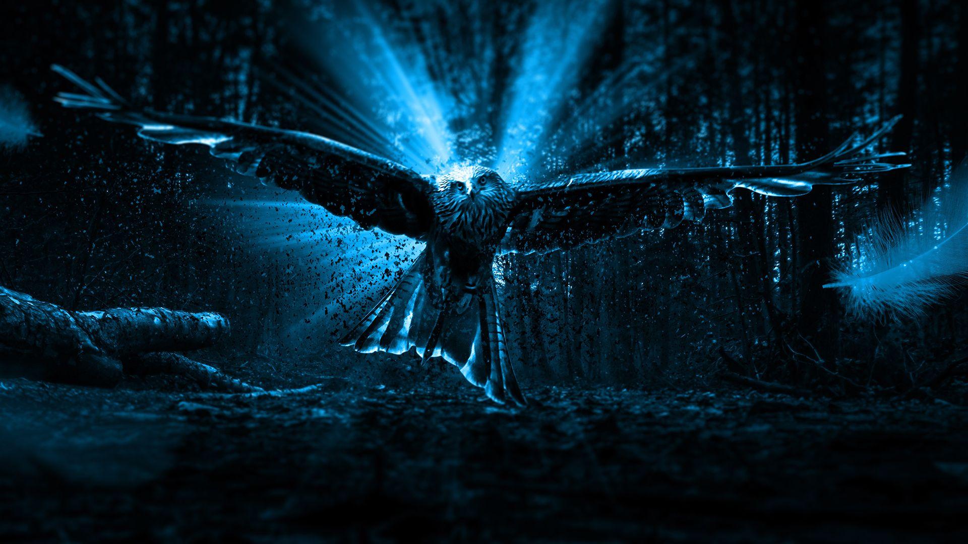 1920x1080 4K Adler Owl Wallpaper HD