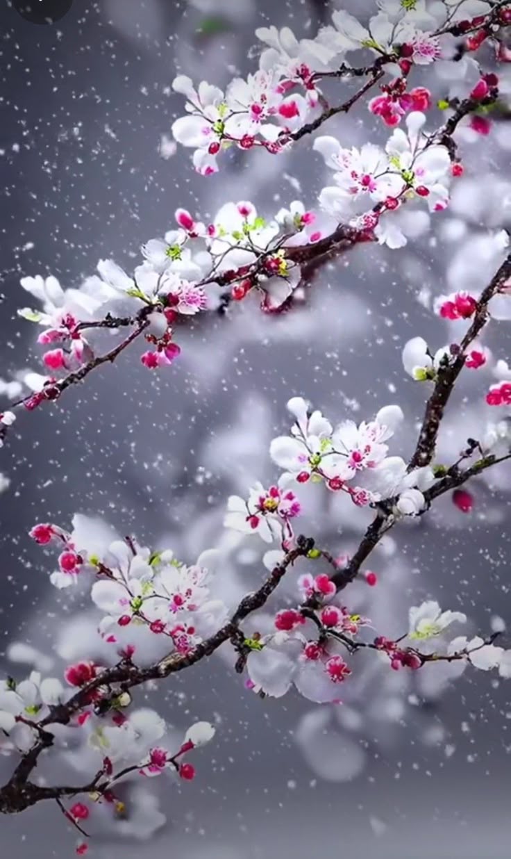 736x1236 White and Pink Flowers on a Snowy Tree Branch. Alaca atlar, Çiçekli fon, Güzel çiçekler