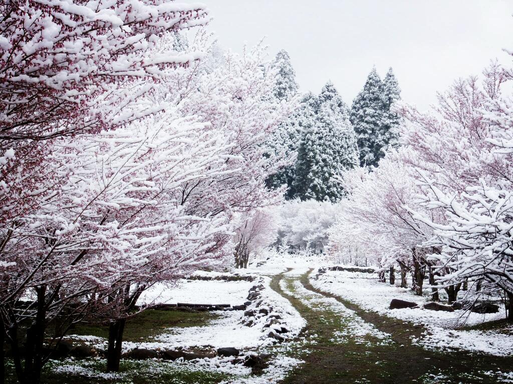 1024x768 When It Snows It Blossoms. Crowd Sourced Image Of Cherry Blossoms Blanketed With Snow. Spoon & Tamago