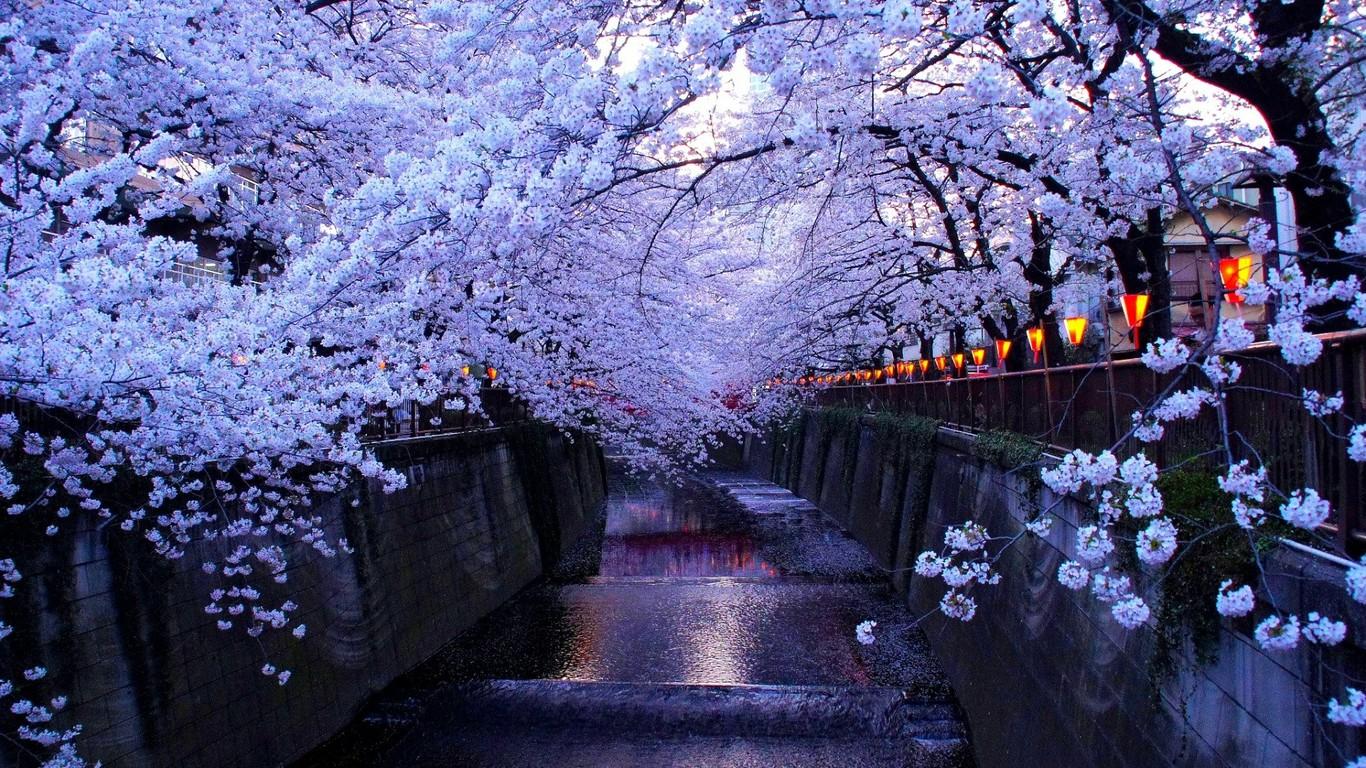 1366x768 Japan Sakura Winter Wallpaper