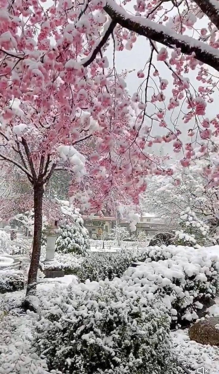 736x1258 Beautiful Winter Flowers in a Snowy Garden. Cherry blossom snow wallpaper, Cherry blossom forest wallpaper