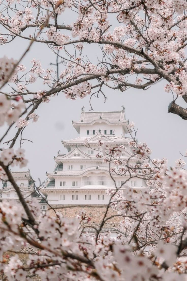 736x1104 Cherry Blossoms • Japan