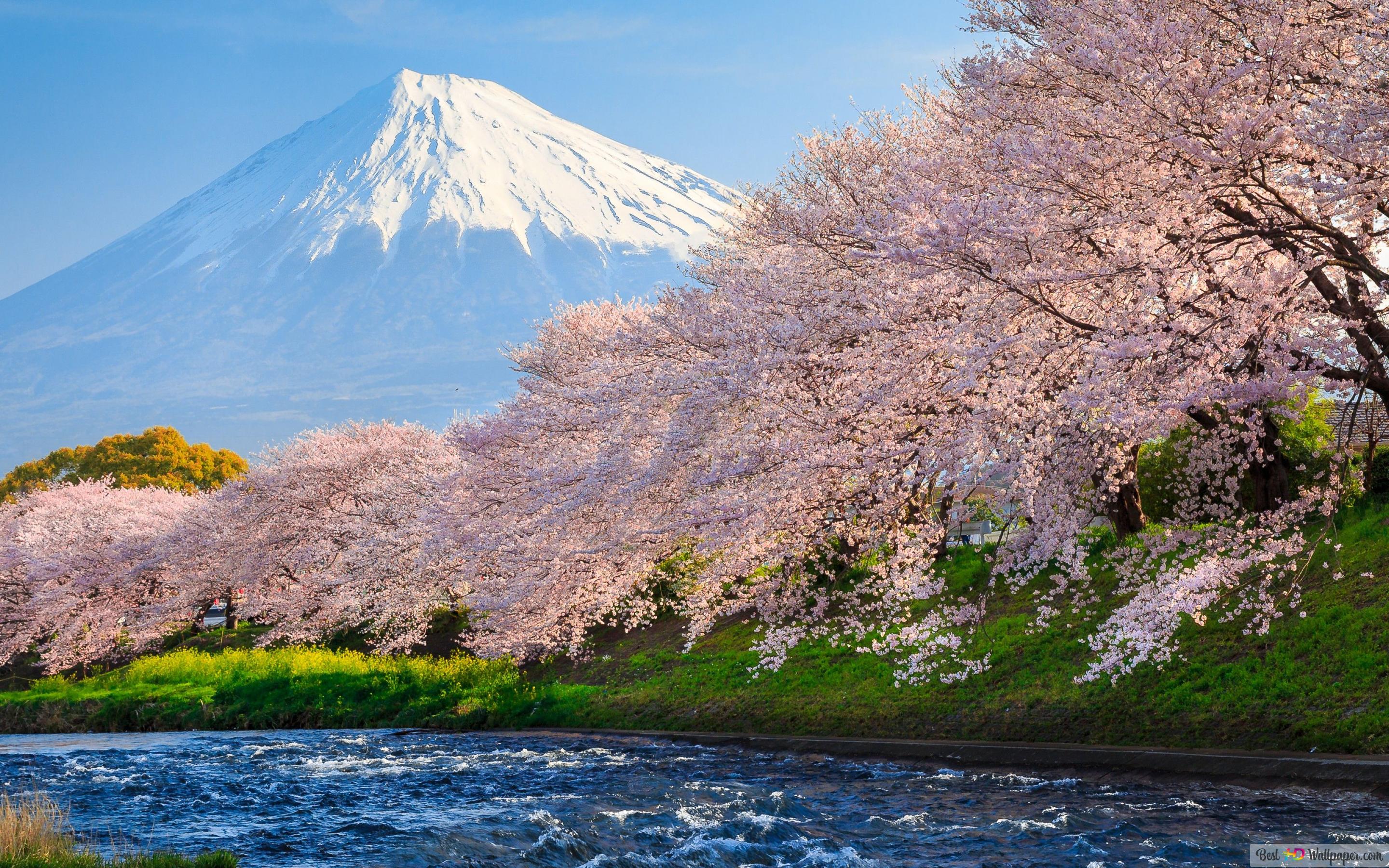 2880x1800 Snowy mountain landscape of sakura cherry blossom, one of the national 4K wallpaper download
