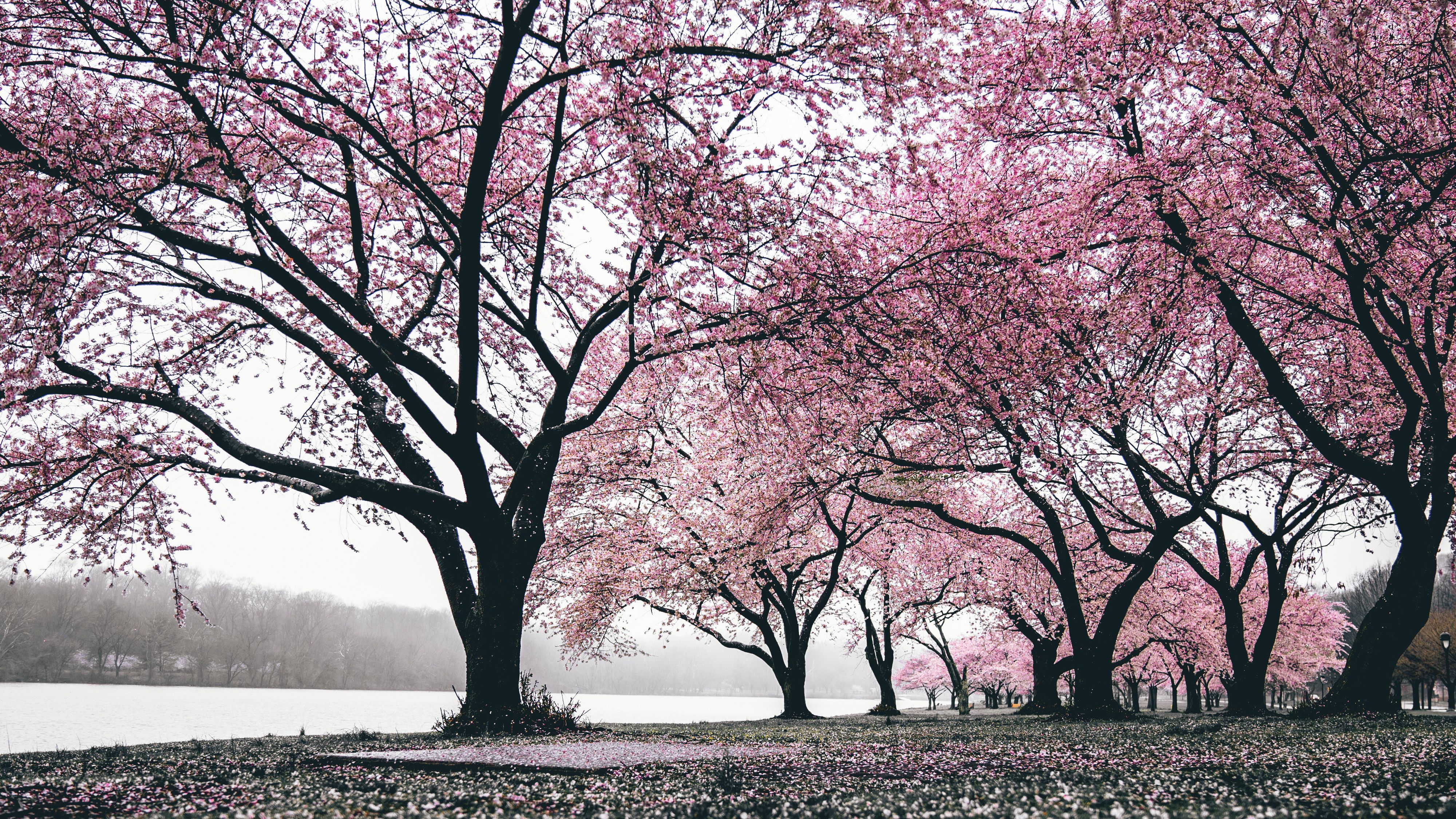 4000x2250 Sakura Park: 4K Cherry Blossom Spring Wallpaperx2250