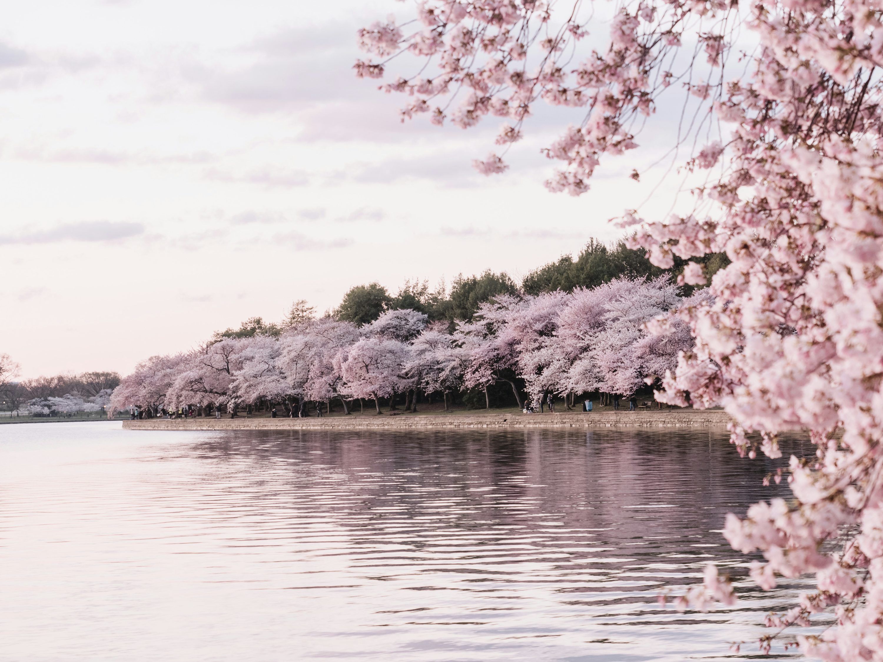 3000x2250 Cherry Blossom Wallpaper 4K & HD Downloads