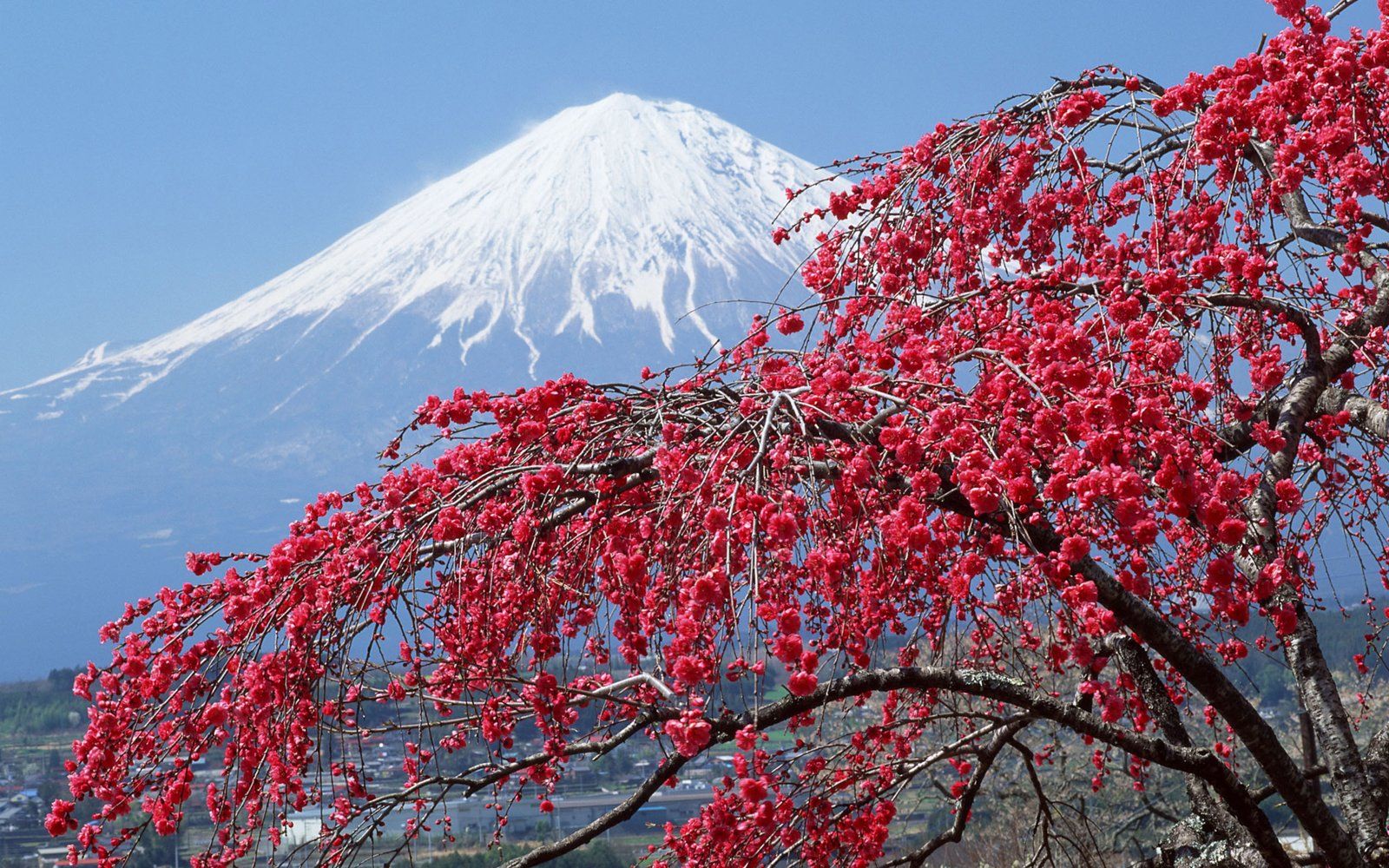 1600x1000 Spring Landscape Mount Fuji Peak Covered With Snow Sakura Blossomed Tree Desktop Wallpaper HD Widescreen Free Download For Windows :