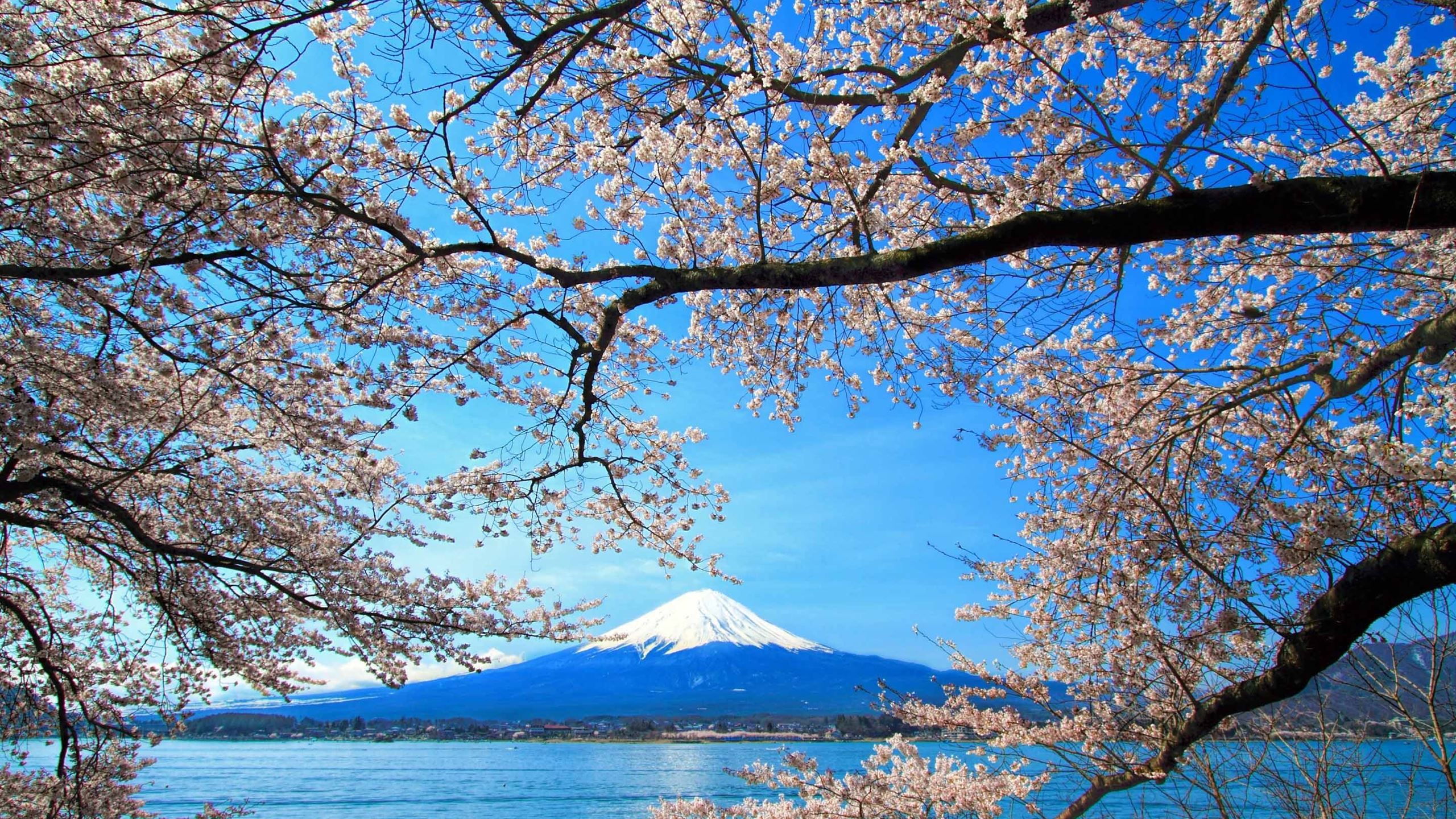 2560x1440 Sakura And Mount Fuji MacBook Air Wallpaper Download