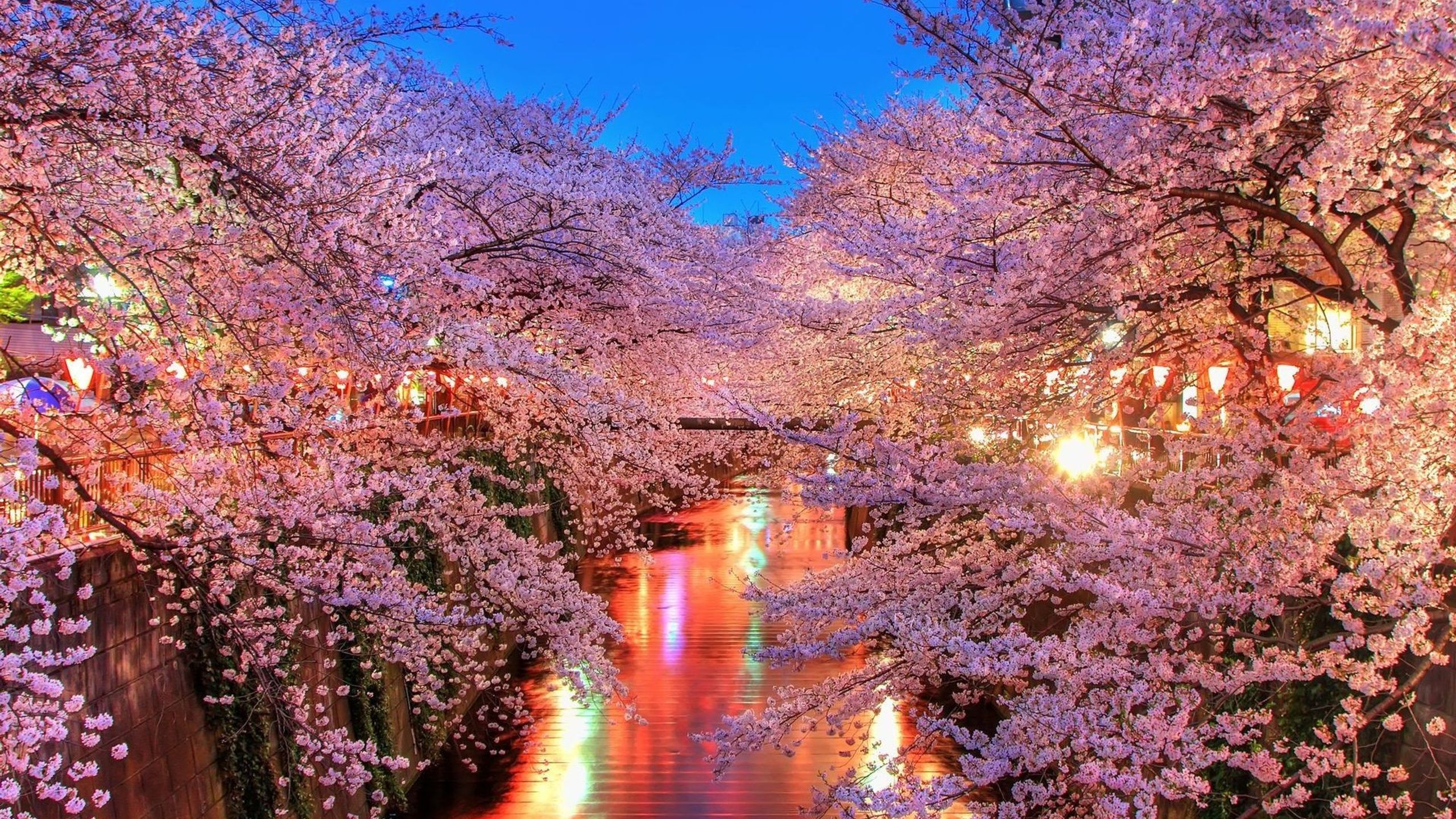 2560x1440 Cherry Blossom Trees 1440P Resolution , HD 4k Wallpaper, Image, Background, Photos and Picture