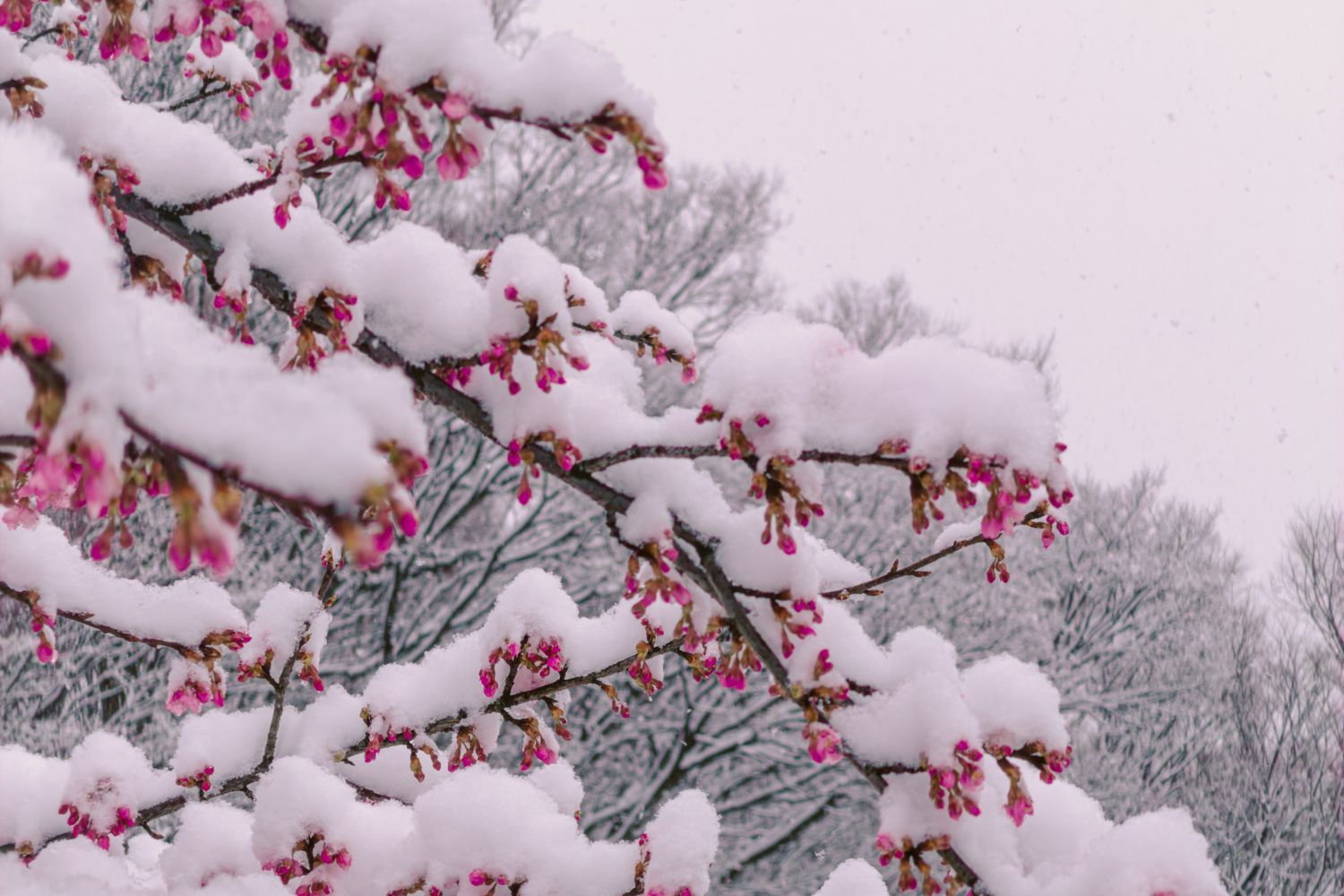1500x1000 Snow Cherry Blossom Photo, Download The BEST Free Snow Cherry Blossom & HD Image