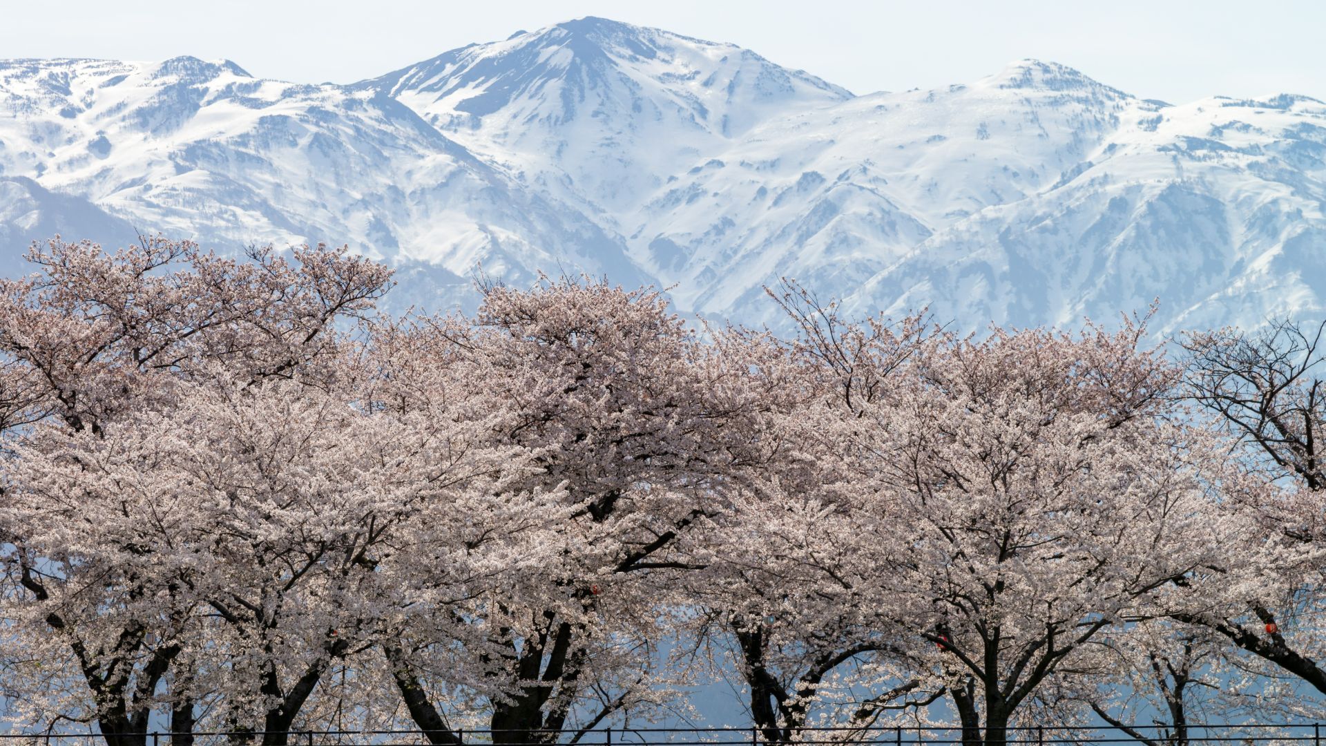 1920x1080 Sakura In Toyama: 10 Must Visit Cherry Blossom Locations