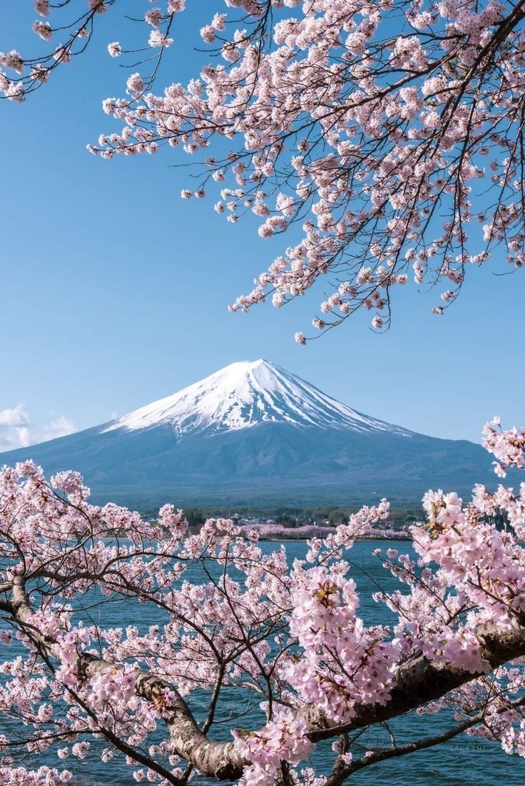 736x1102 Cherry blossom