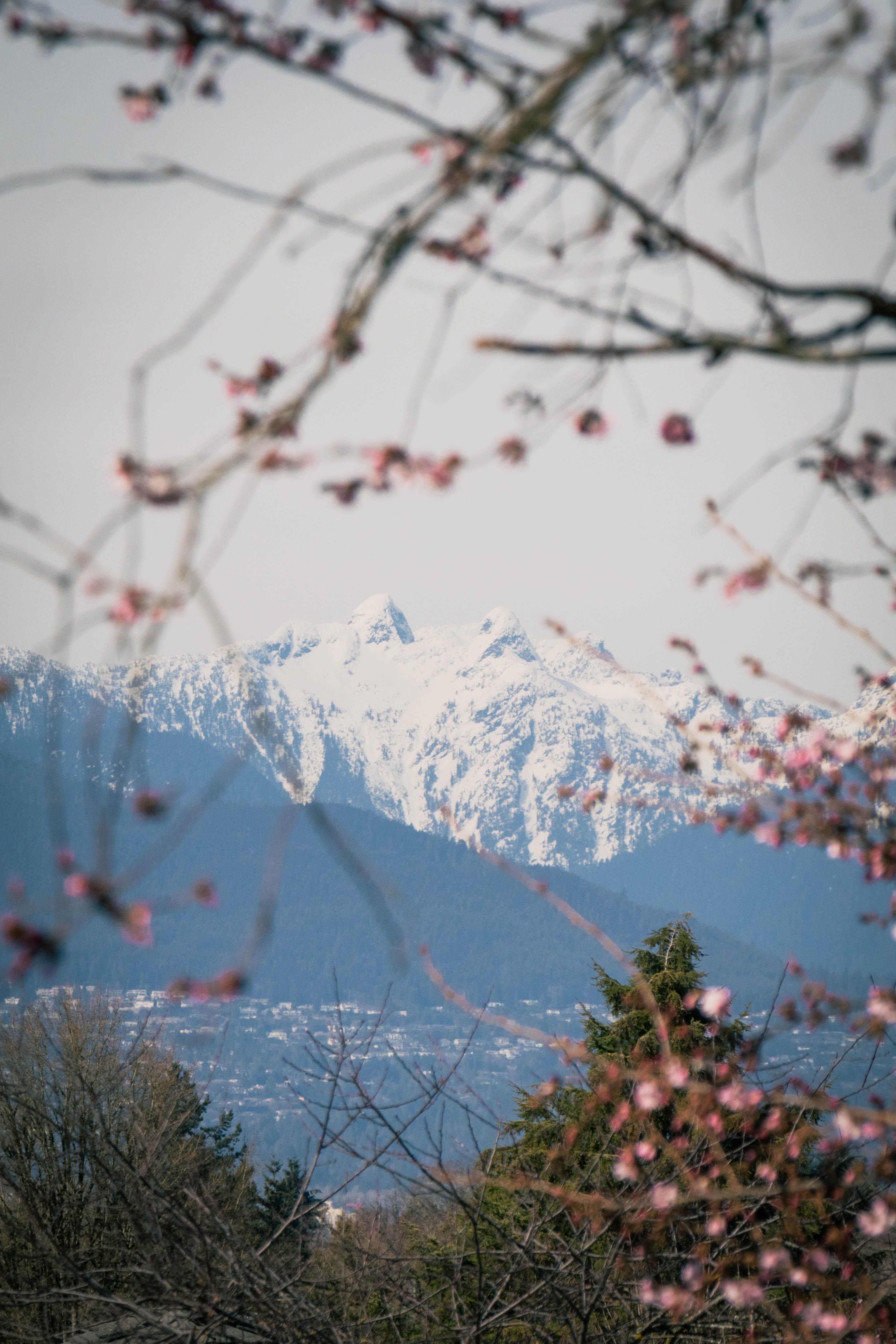 3133x4700 Mountain Cherry Blossom Photo, Download The BEST Free Mountain Cherry Blossom & HD Image