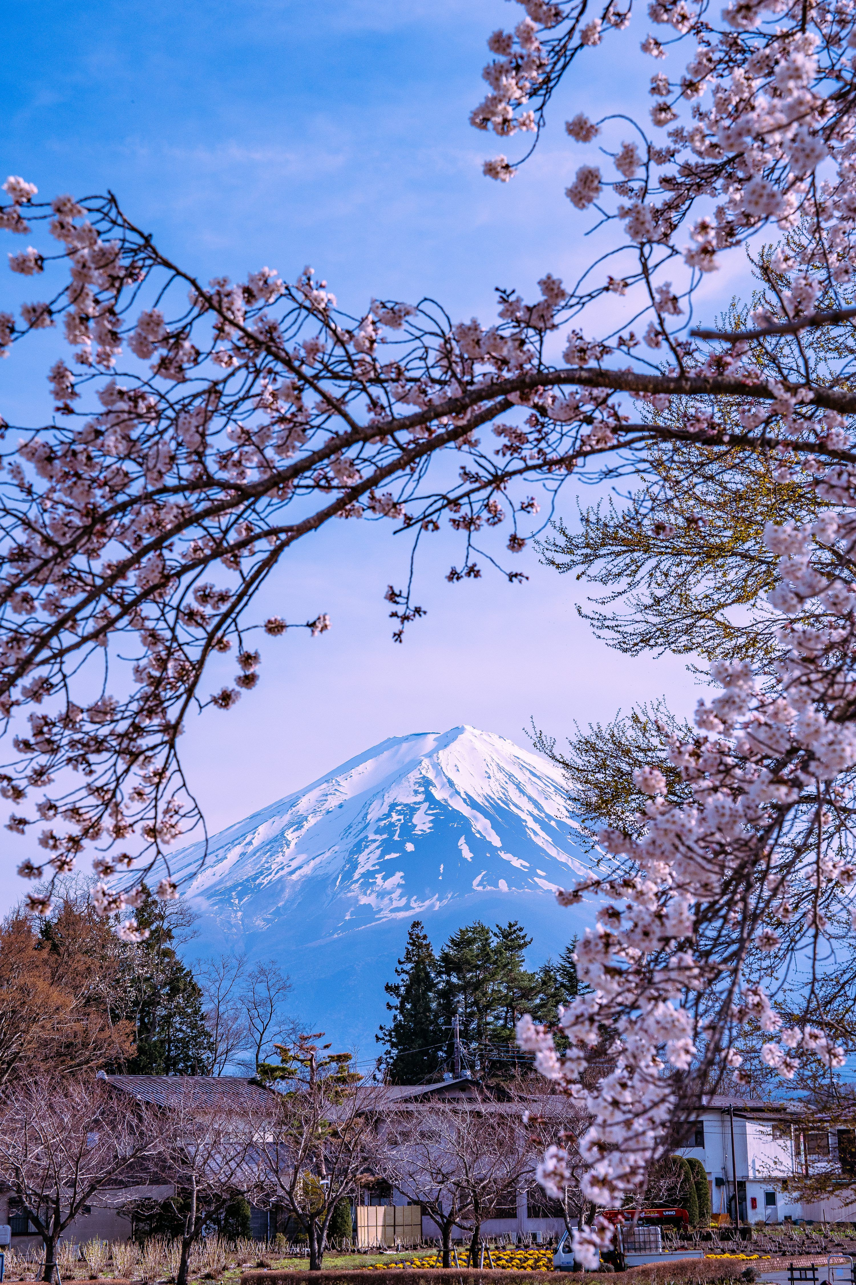 3000x4500 Mount fuji peaks above a rope and red foliage