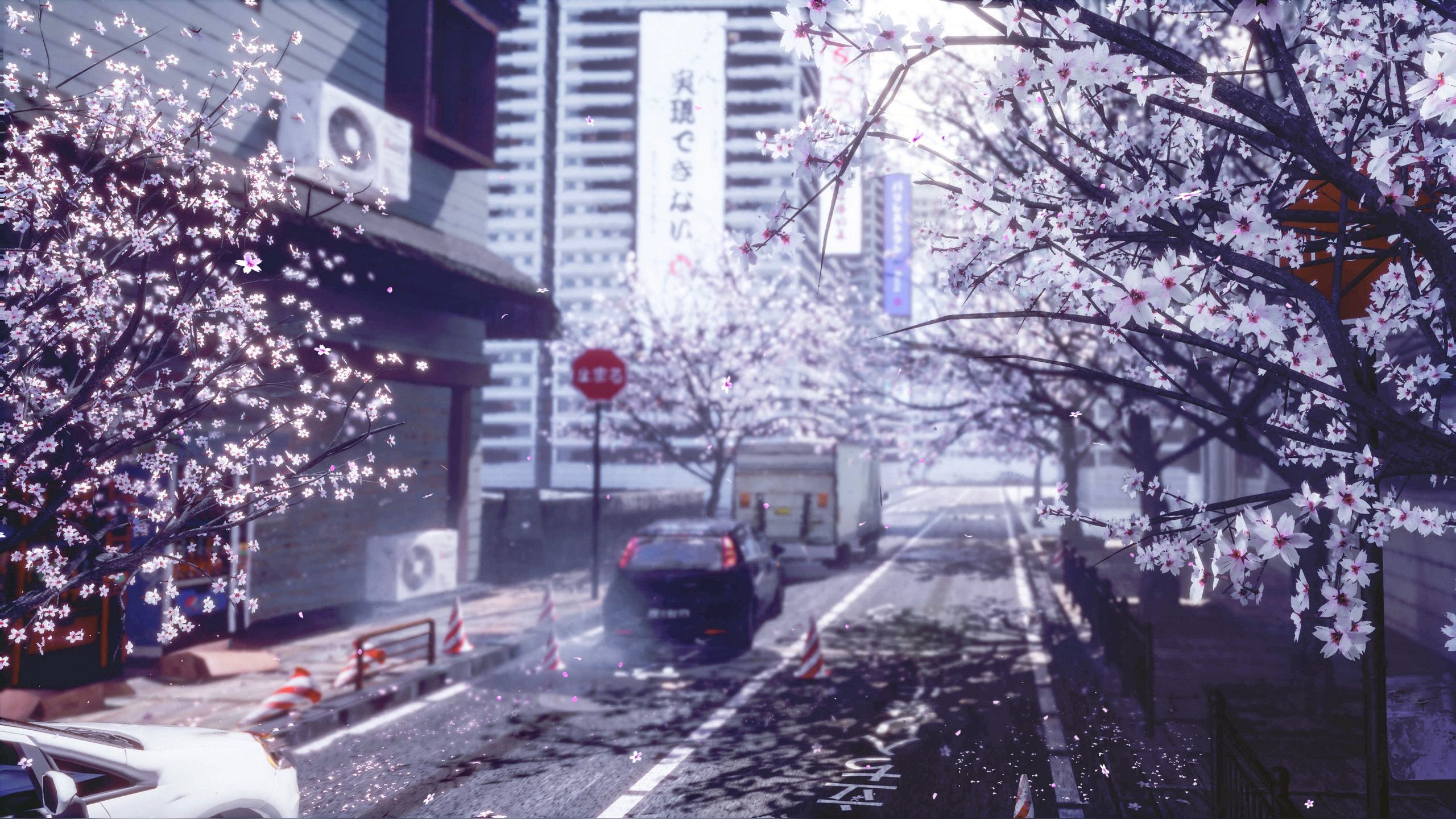 2560x1440 Sakura Street Wallpaper