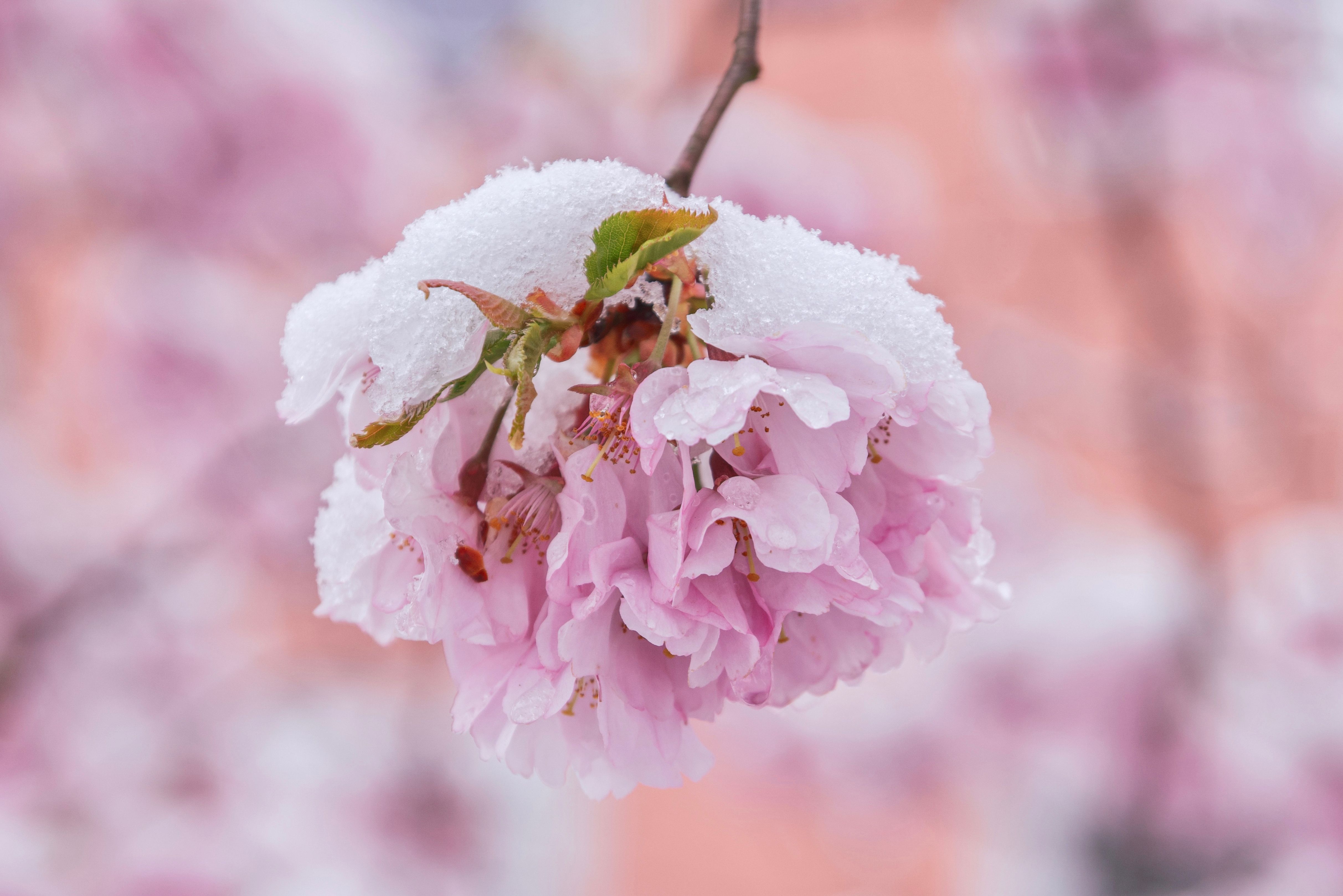 4850x3237 Snow Cherry Blossom Photo, Download The BEST Free Snow Cherry Blossom & HD Image