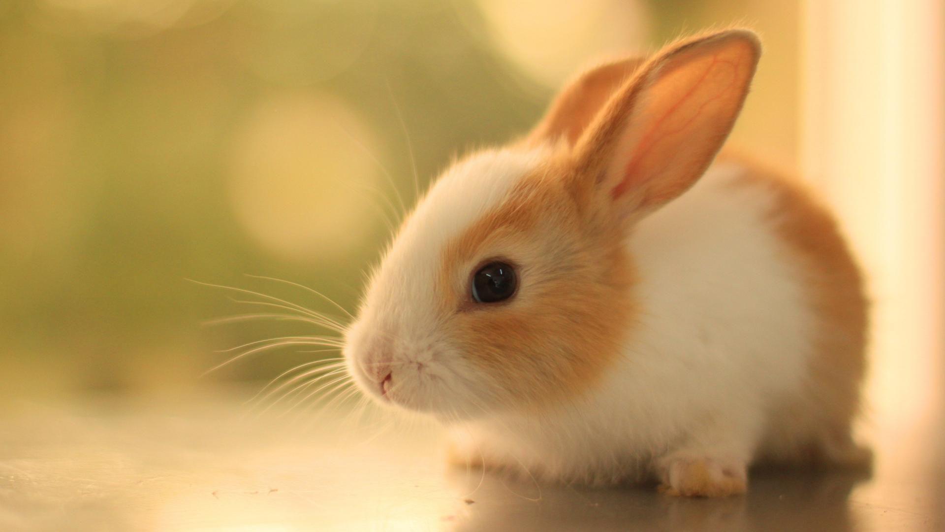 Cute baby bunny HD wallpapers  Pxfuel