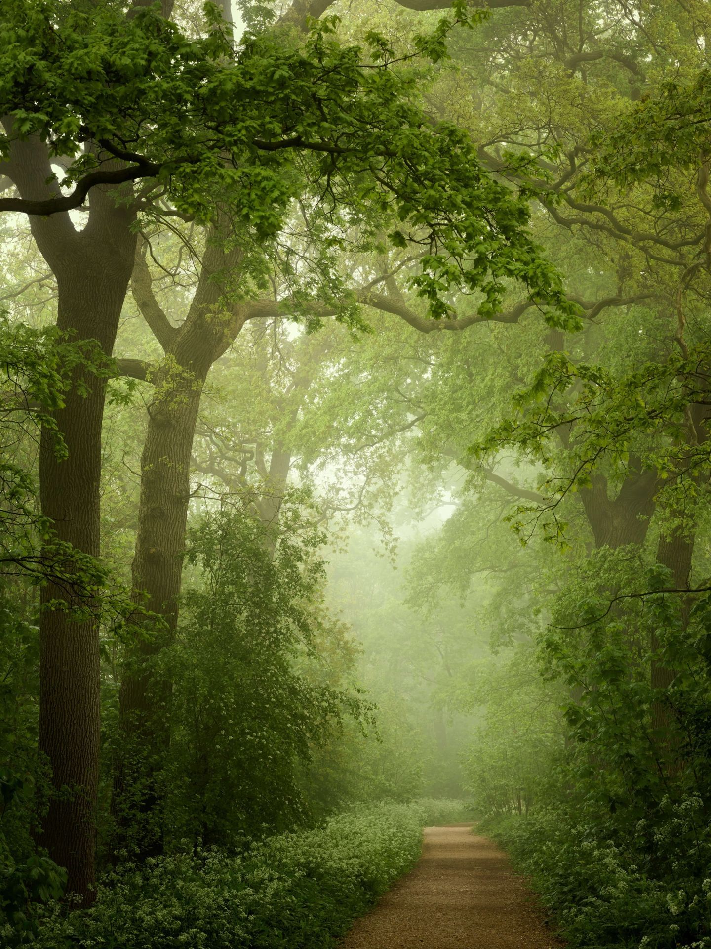 1440x1920 Forest path in the mist