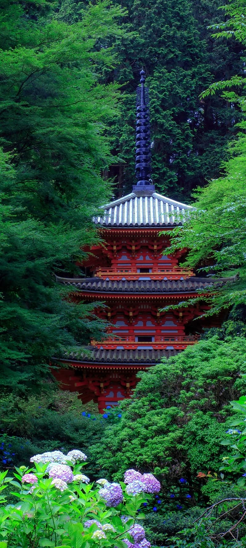 800x1778 Spring Garden in Japan, 1080x2400 Japan, HD phone wallpaper