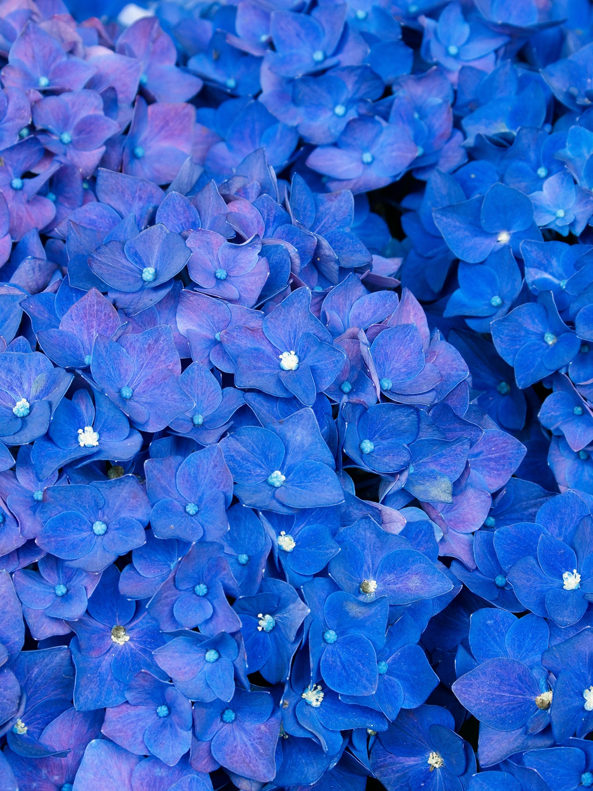 2048x2732 wallpaper for your phone. Download free picture 1080 x 2400 for mobile