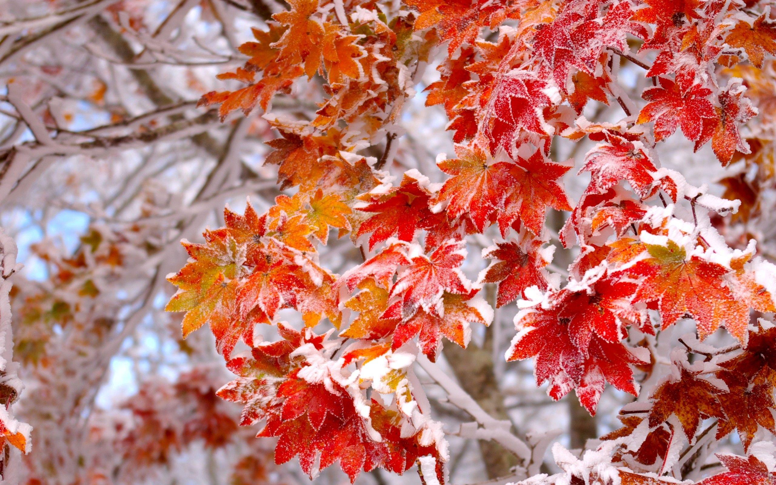 2560x1600 Frosted Autumn Leaves Wallpaper