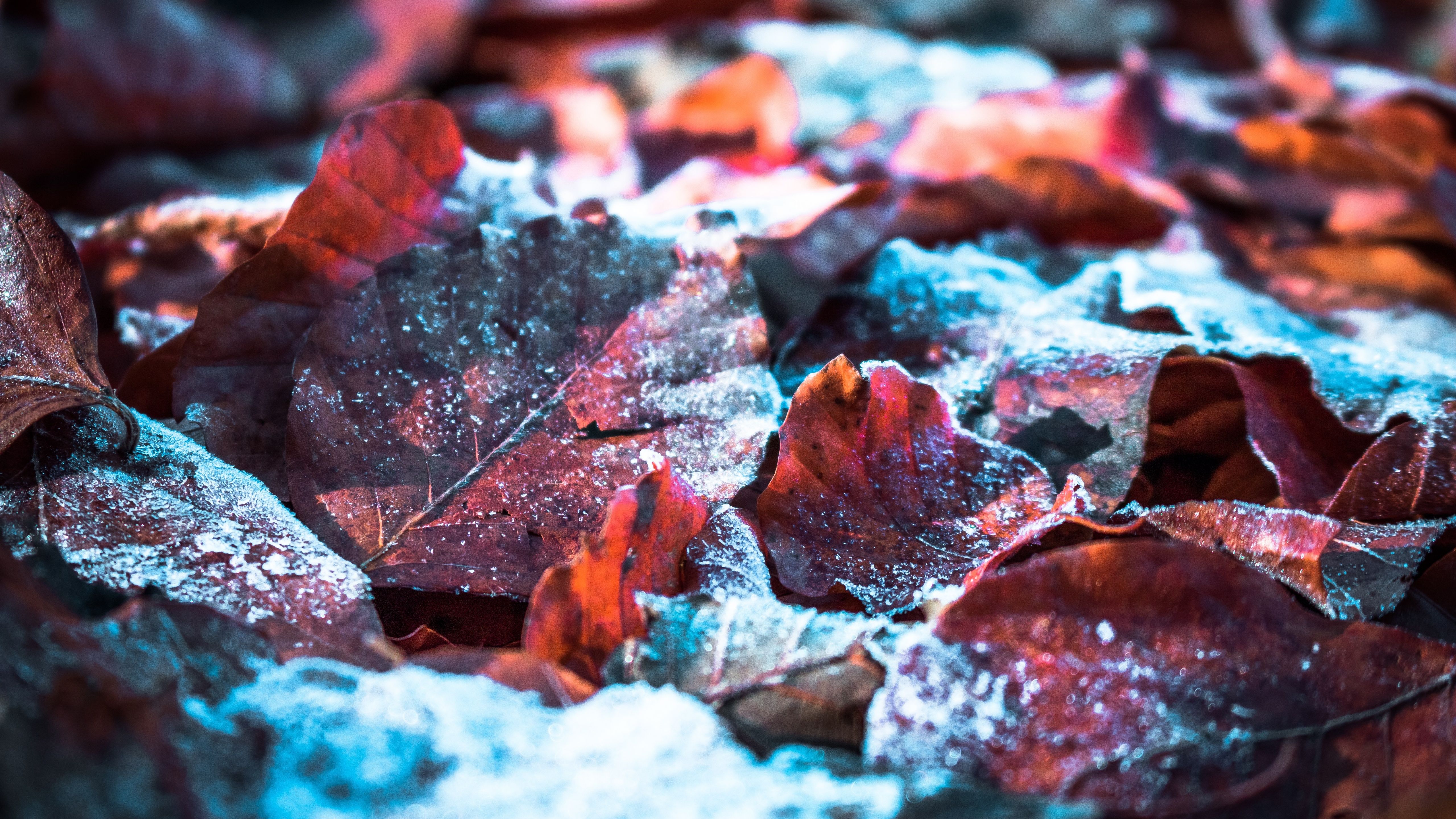 5120x2880 Autumn leaves Wallpaper 4K, Snow, Winter, Frost leaves