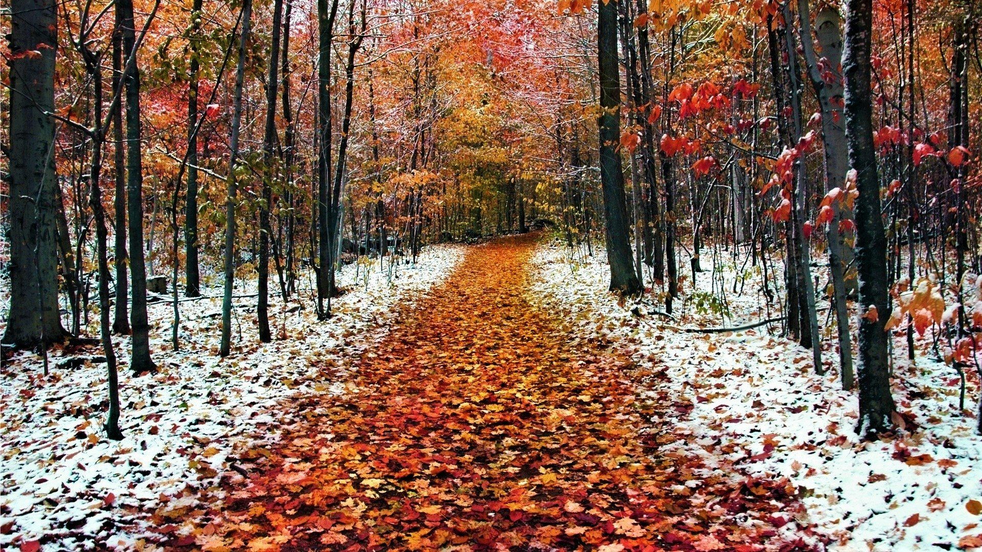 1920x1080 Frost Kissed Autumn Path Through Snowy Forest Nature Wallpaperx1080