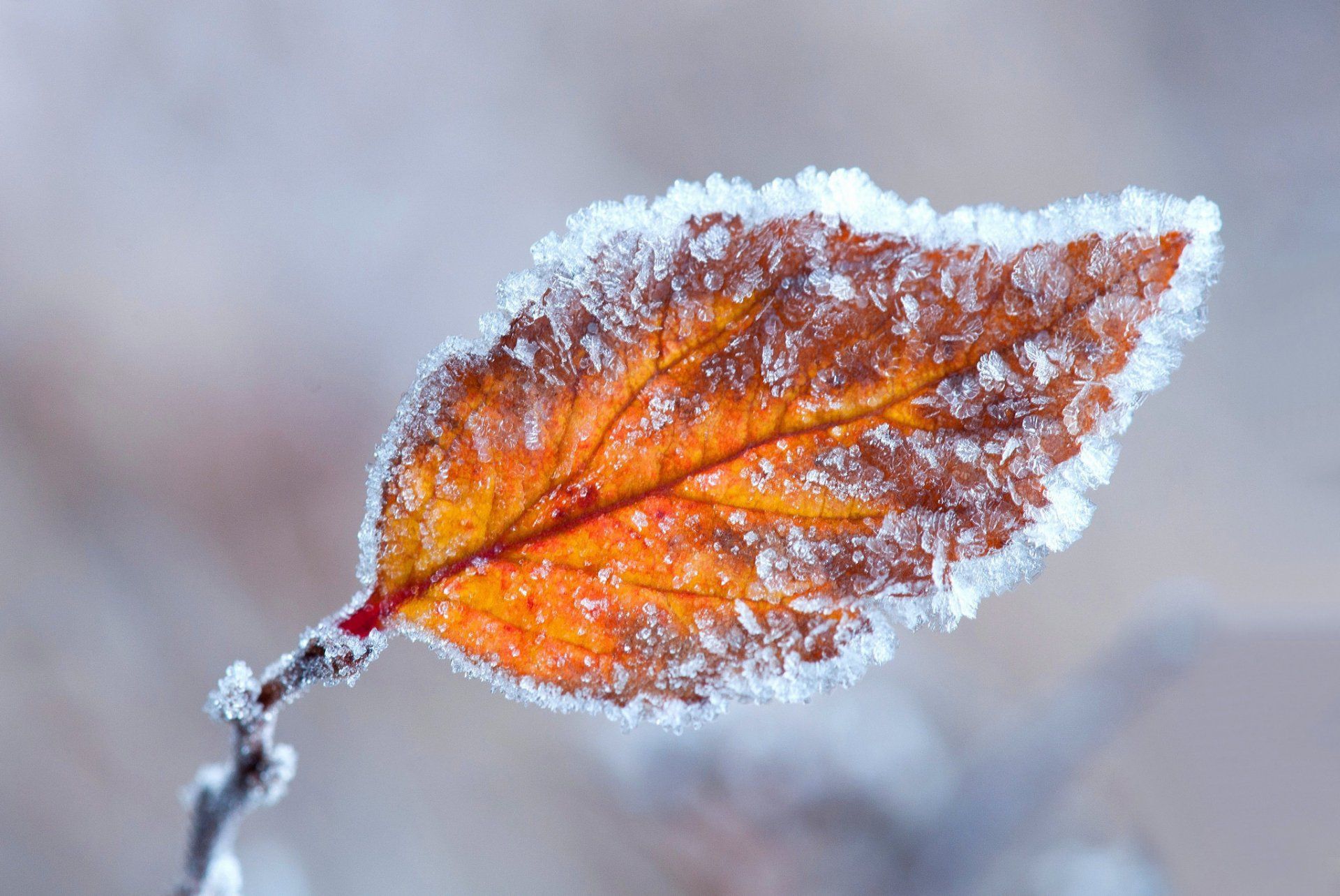 1920x1284 Download Fall Nature Frost Leaf HD Wallpaperx1370