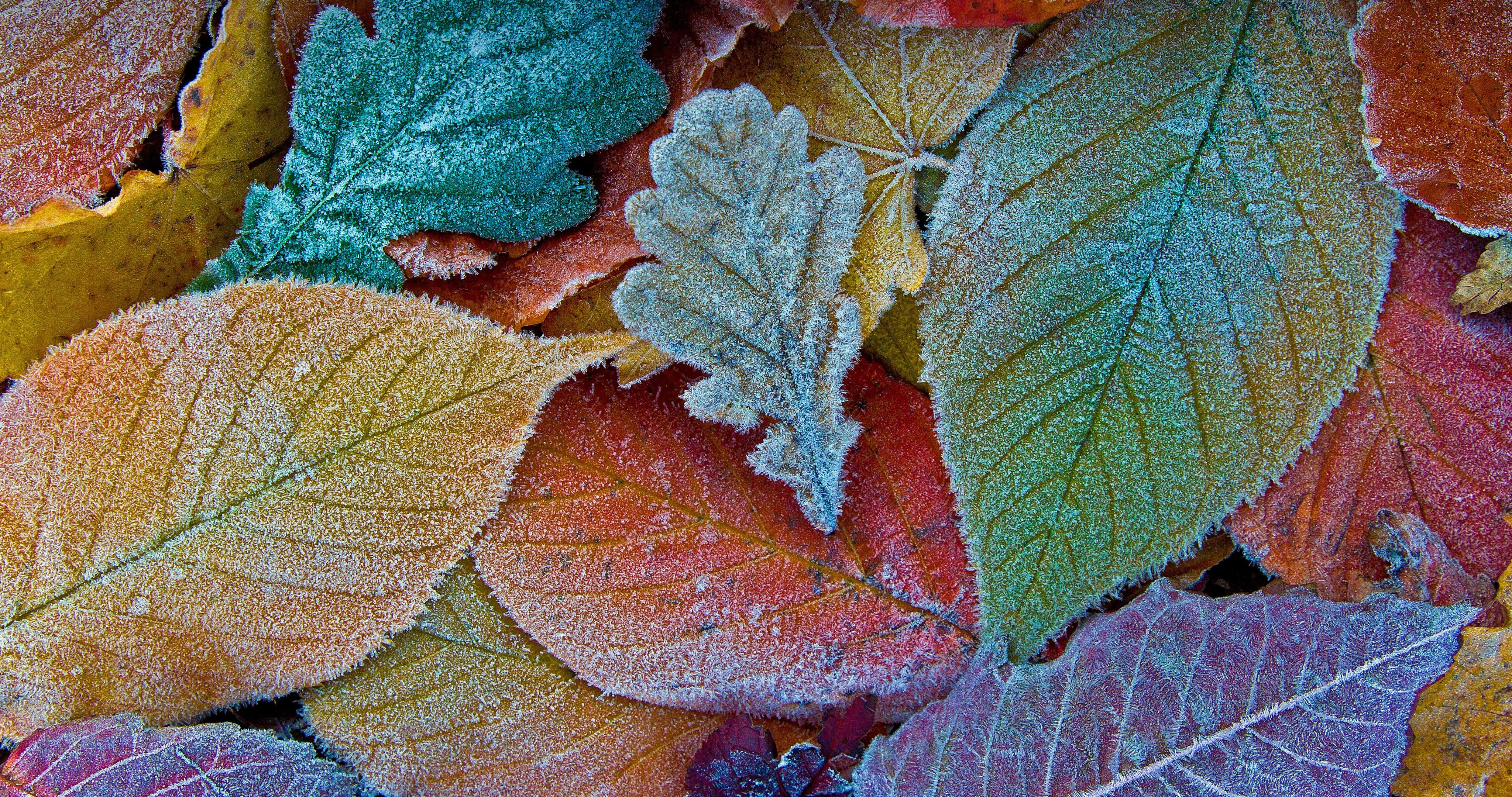 4096x2160 Frost on autumn leaves