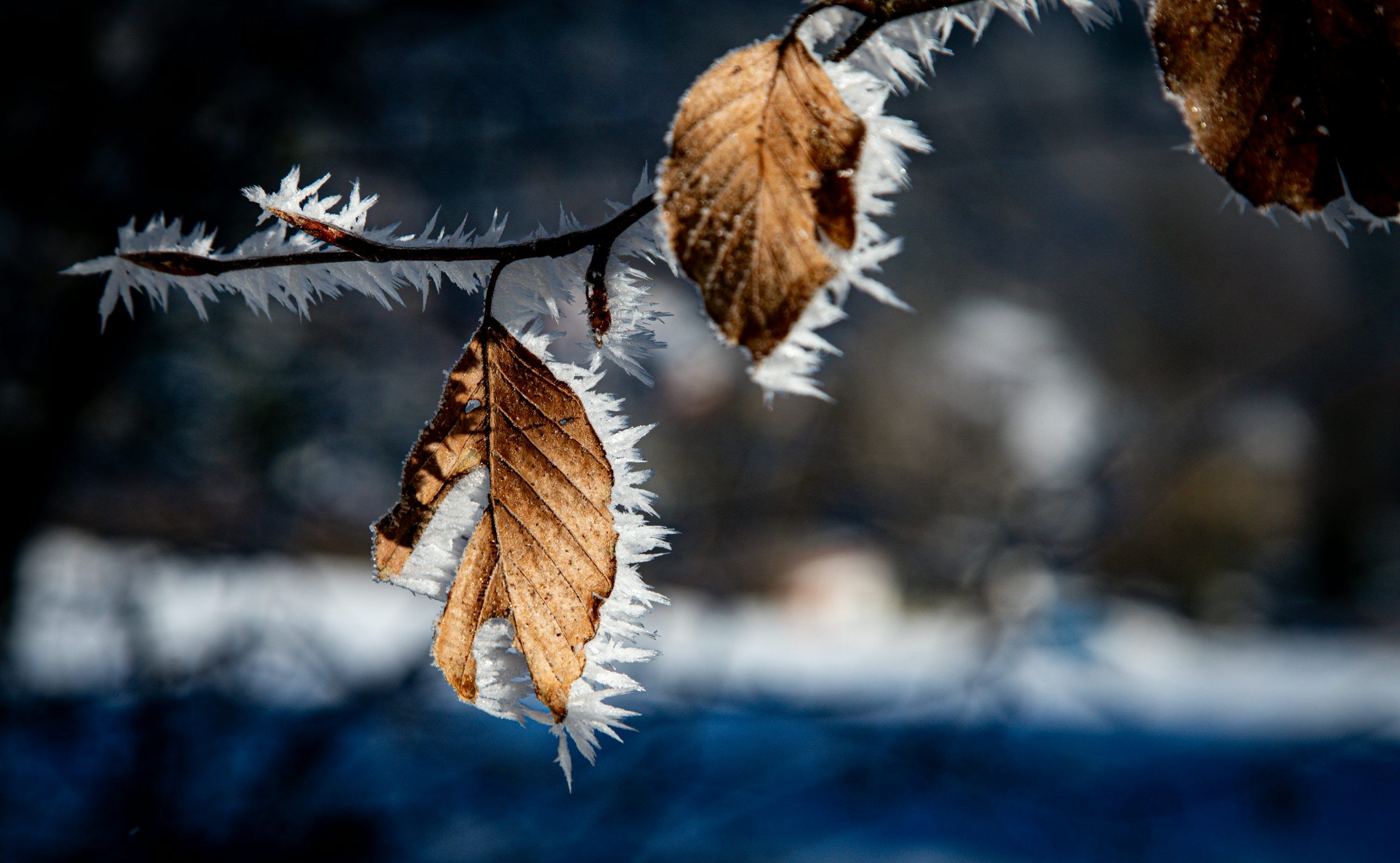 3000x1849 A branch of a tree with frost on it photo