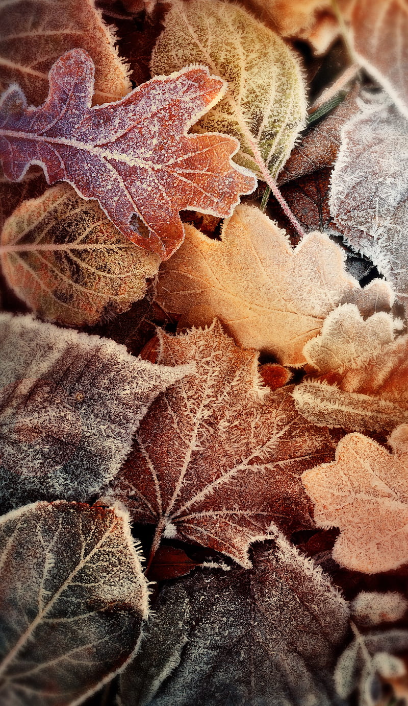 800x1382 HD autumn ice wallpaper