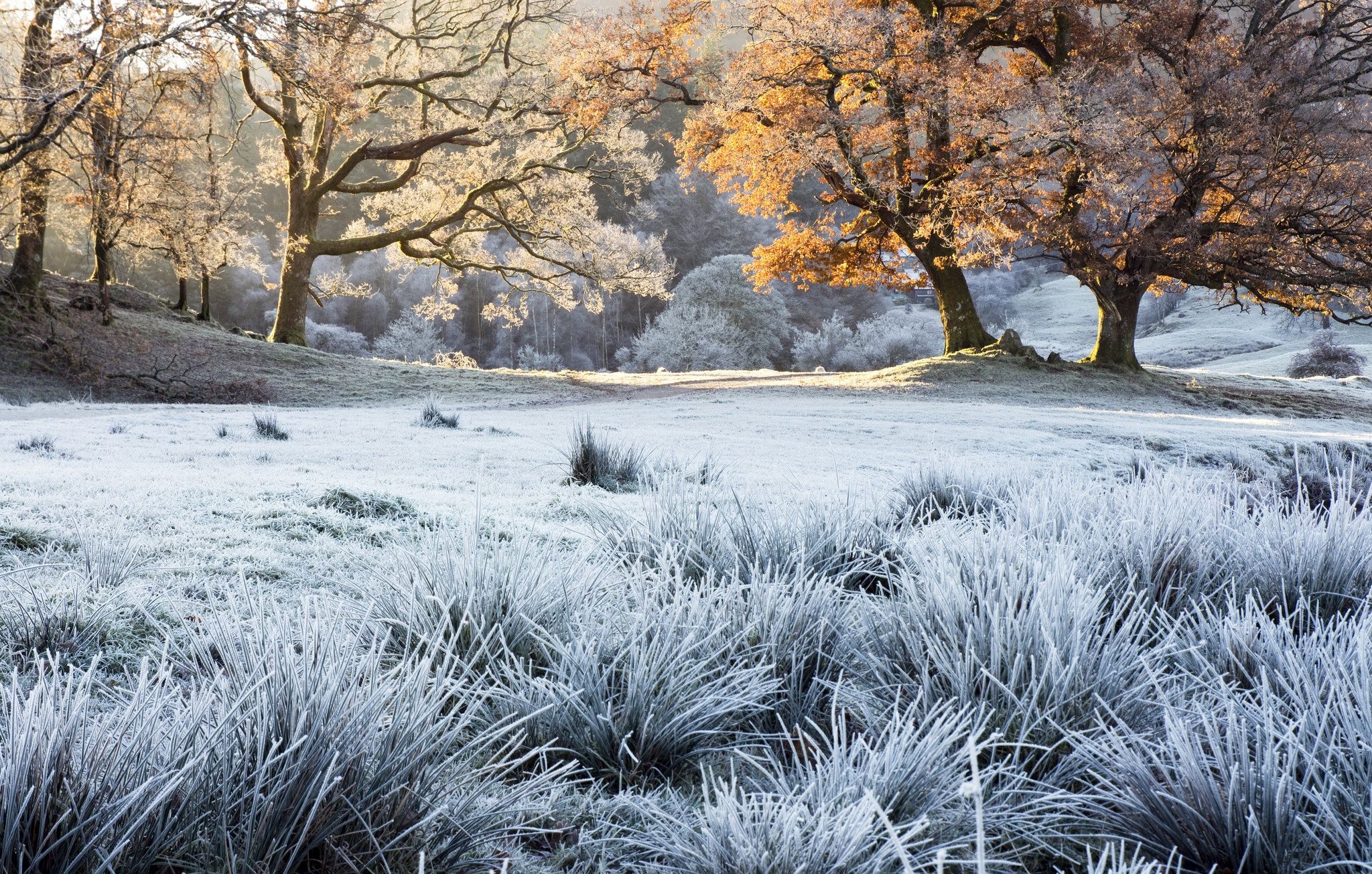 2048x1305 Wallpaper frost, autumn, grass for mobile and desktop, section природа, resolution 2048x1305