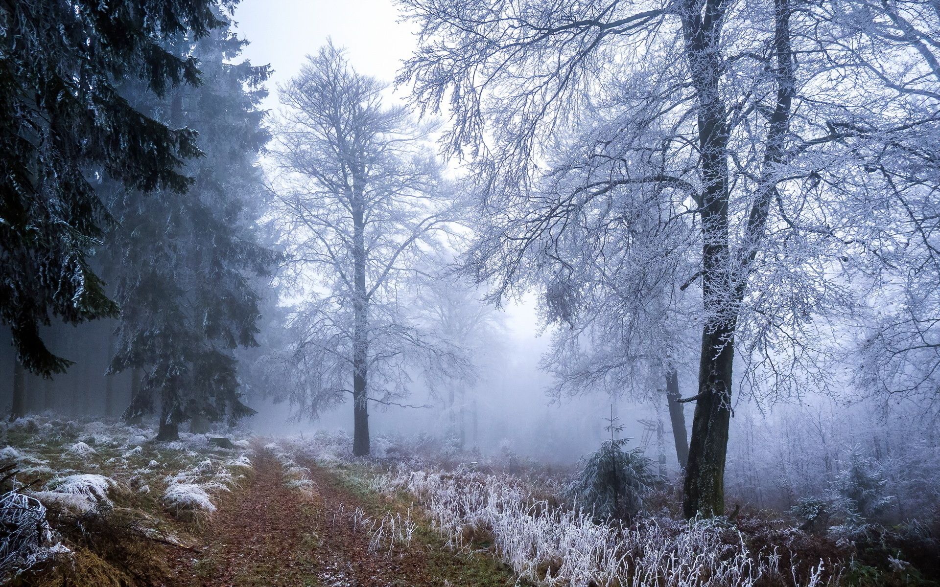 1920x1200 frost, Autumn, Fall, Nature, Landscapes, Roads, Path, Trail, Grass, Trees, Forest, Winter, Fog, Mist Wallpaper HD / Desktop and Mobile Background