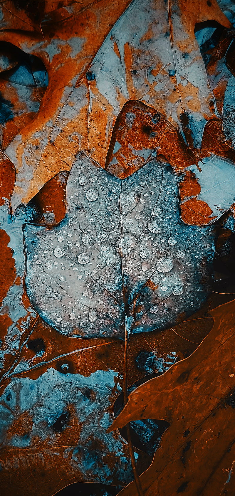 800x1689 Leaves, autumn, fall, frost, leaf, leaves, HD phone wallpaper